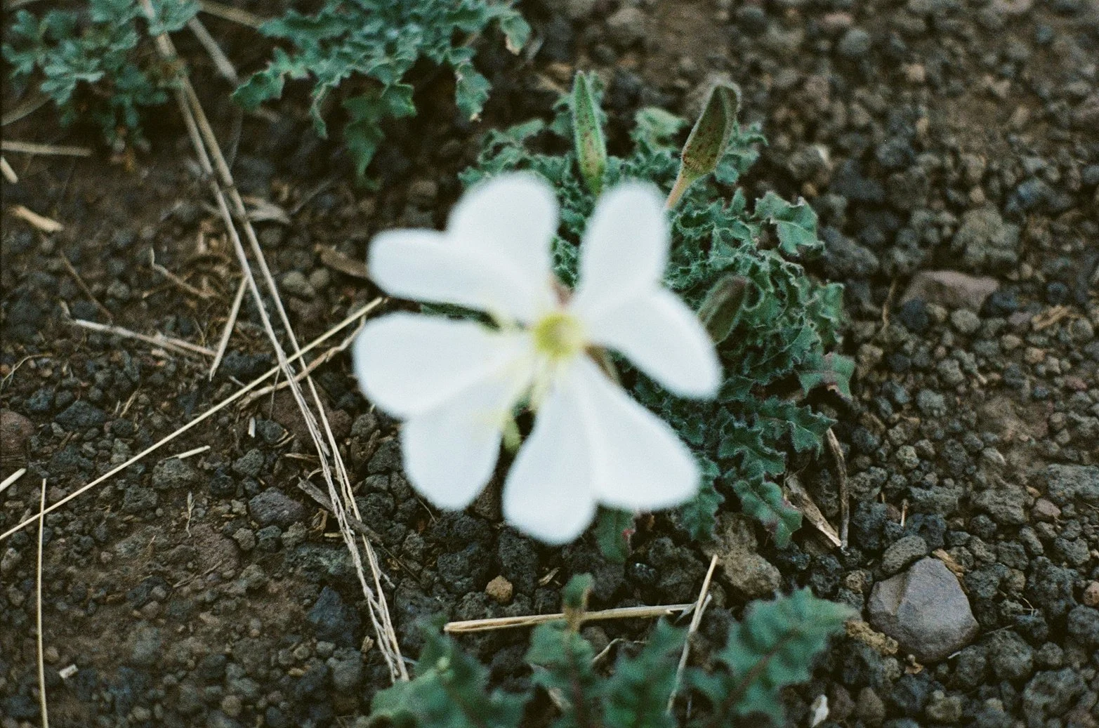 000457170028_9A.jpg
