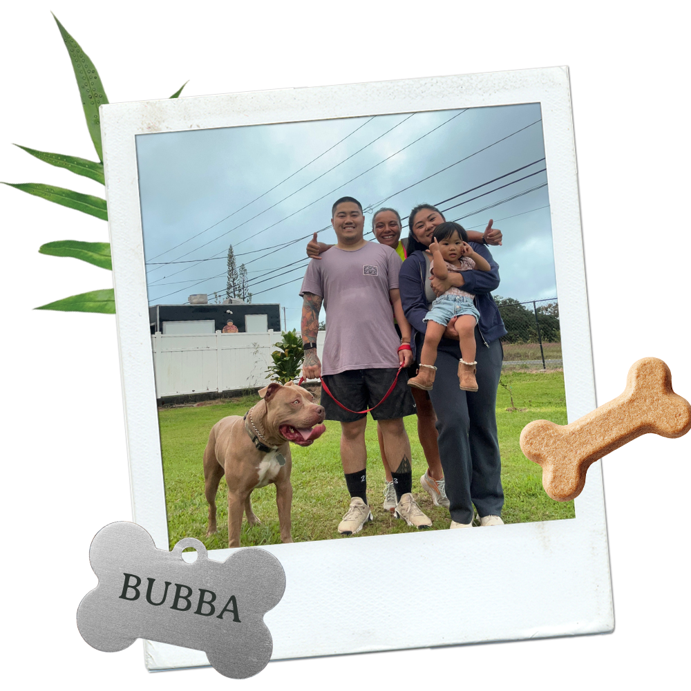 Pitbull and family bonding after dog training