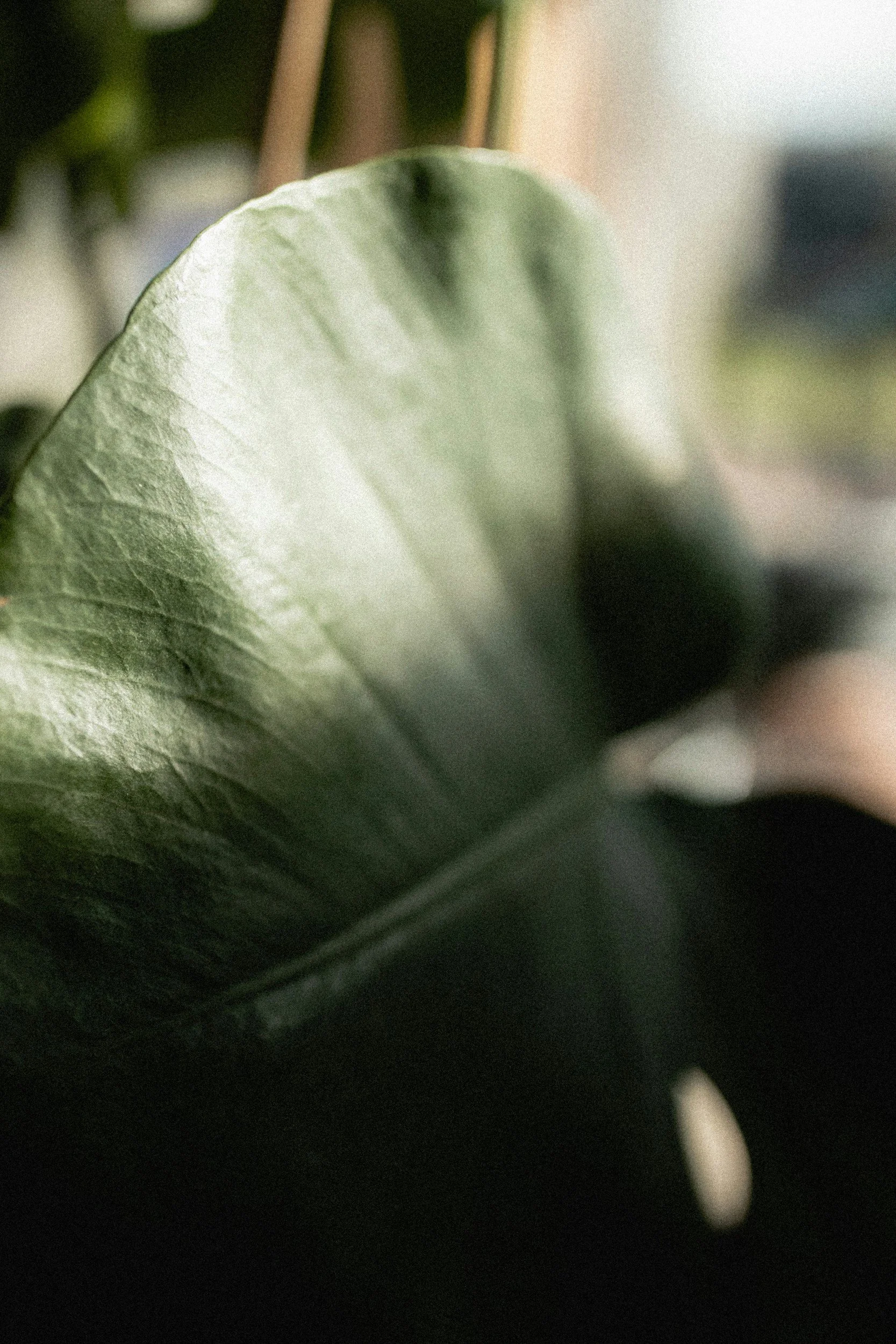 Close-up of a large green leaf with visible veins, with a blurred background.
