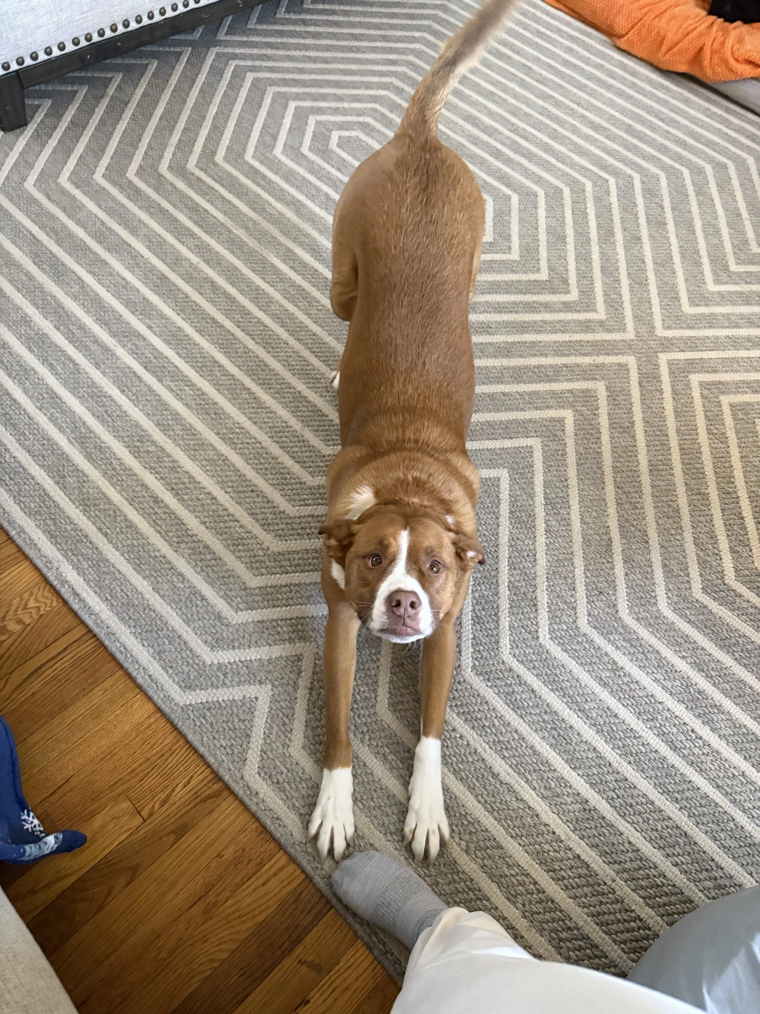 A dog lying on a geometric patterned rug, looking up at the camera.