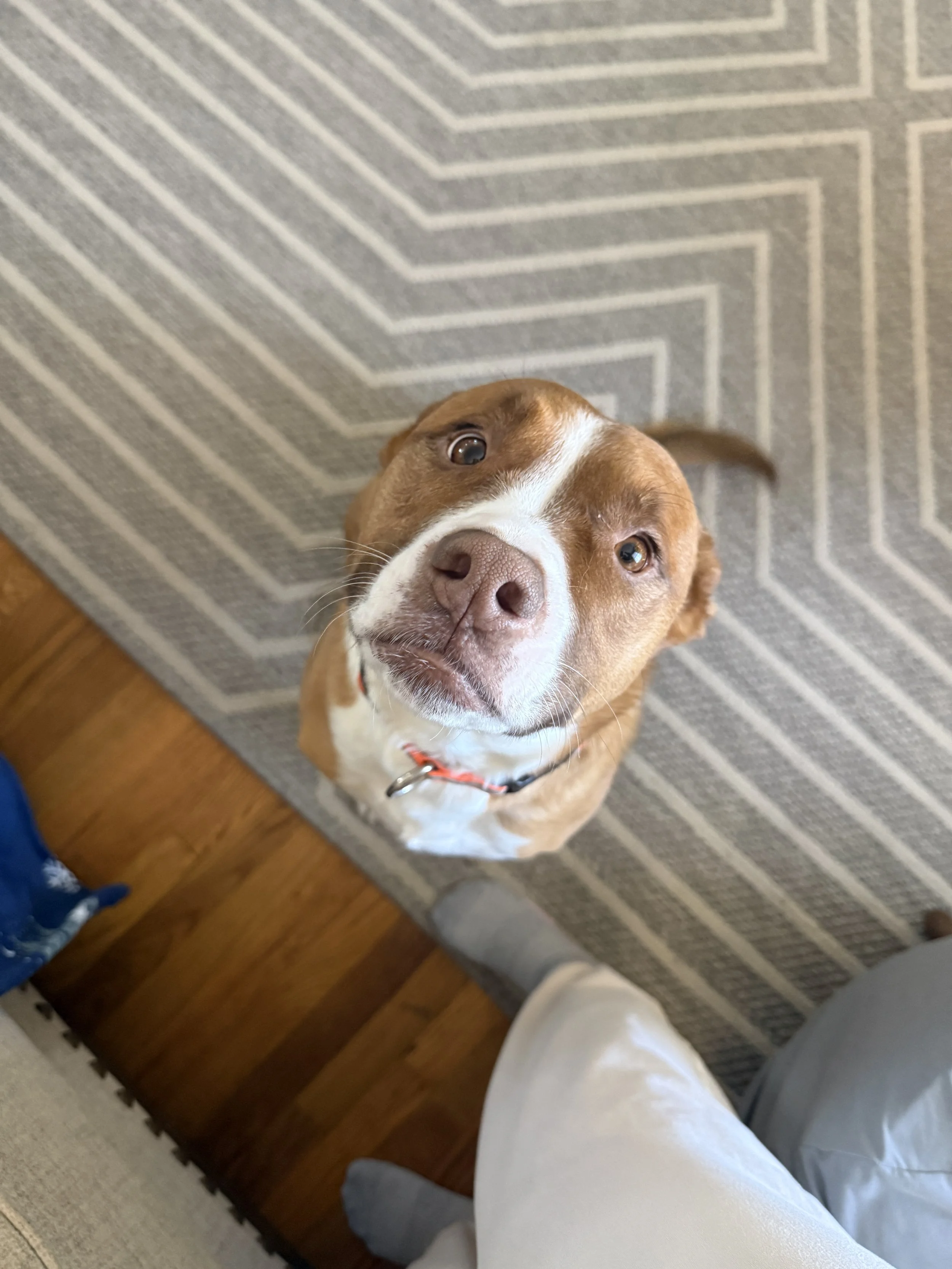A brown and white dog looking up at the camera with a curious expression, standing on a patterned gray rug in a home interior.