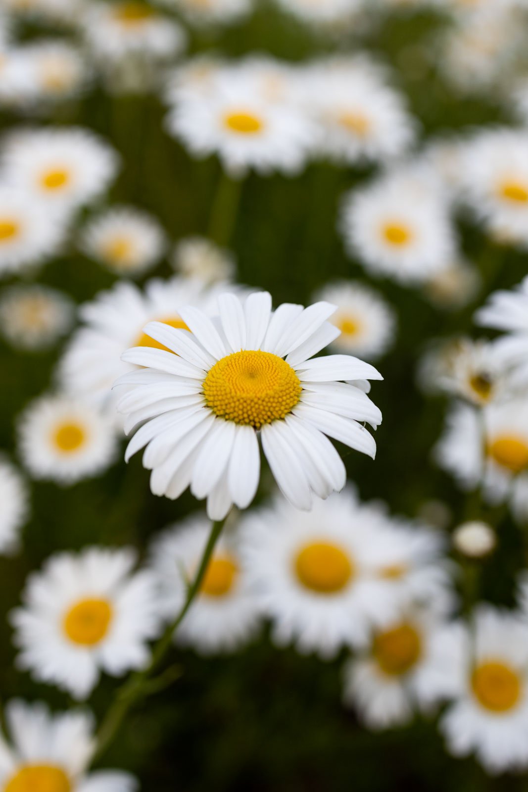 Close-up of a single white daisy flower with a yellow center, surrounded by similar daisies in the background.