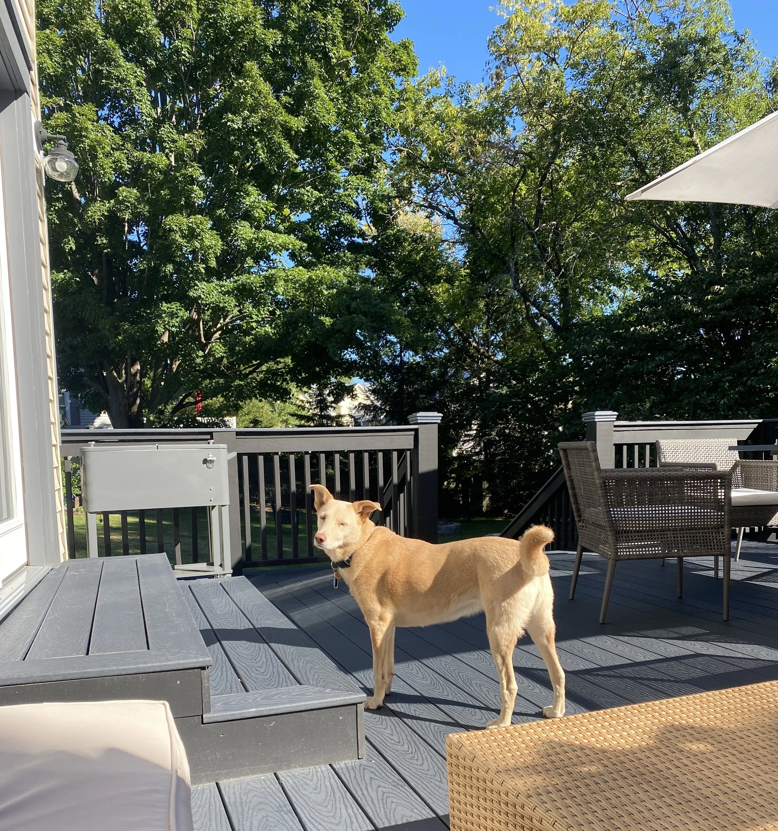Dog standing on a backyard deck with outdoor furniture and a black fence, surrounded by green trees and blue sky.
