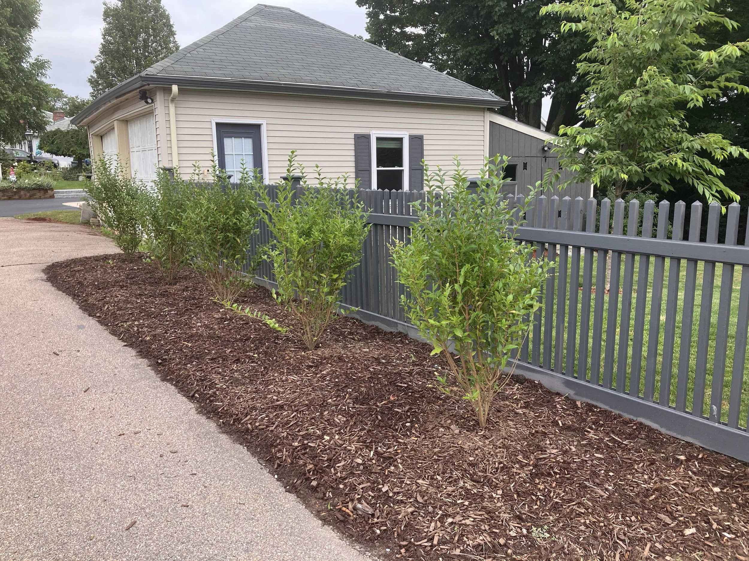 A house with beige siding, two small windows with black shutters, and a gray roof. There is a gray picket fence with a gate, and several green bushes planted in a mulched bed along the sidewalk.