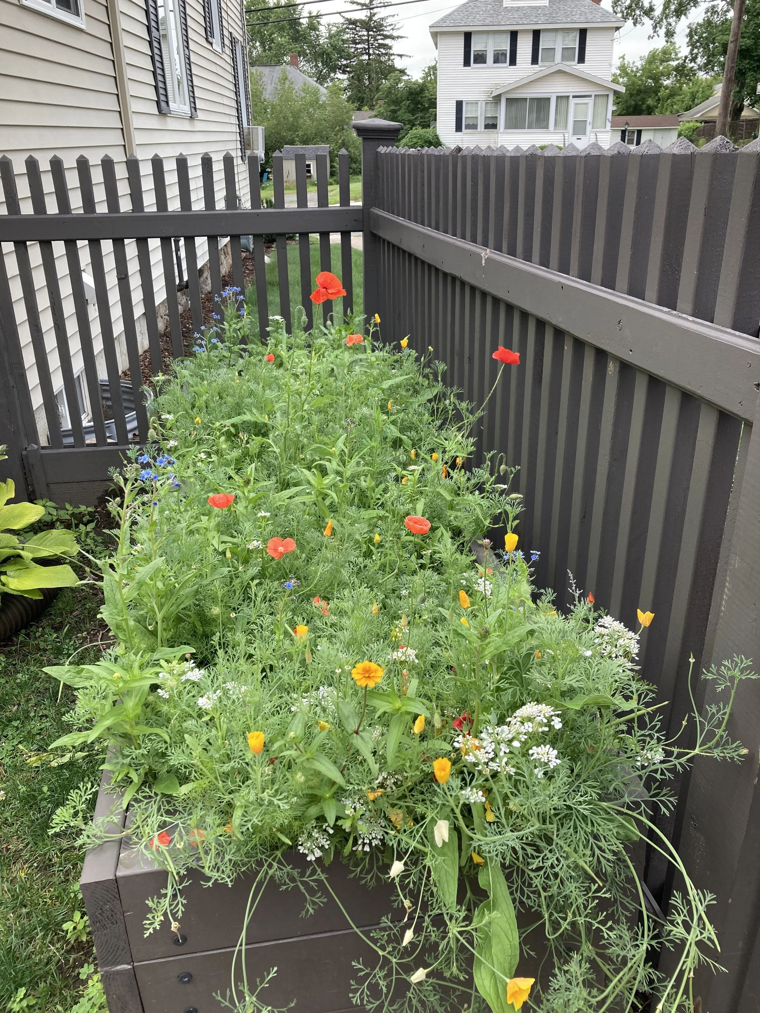 A rectangular planter box filled with colorful flowers including red poppies, yellow and white blooms, situated on a backyard deck with a black metal fence, neighboring house, and trees in the background.