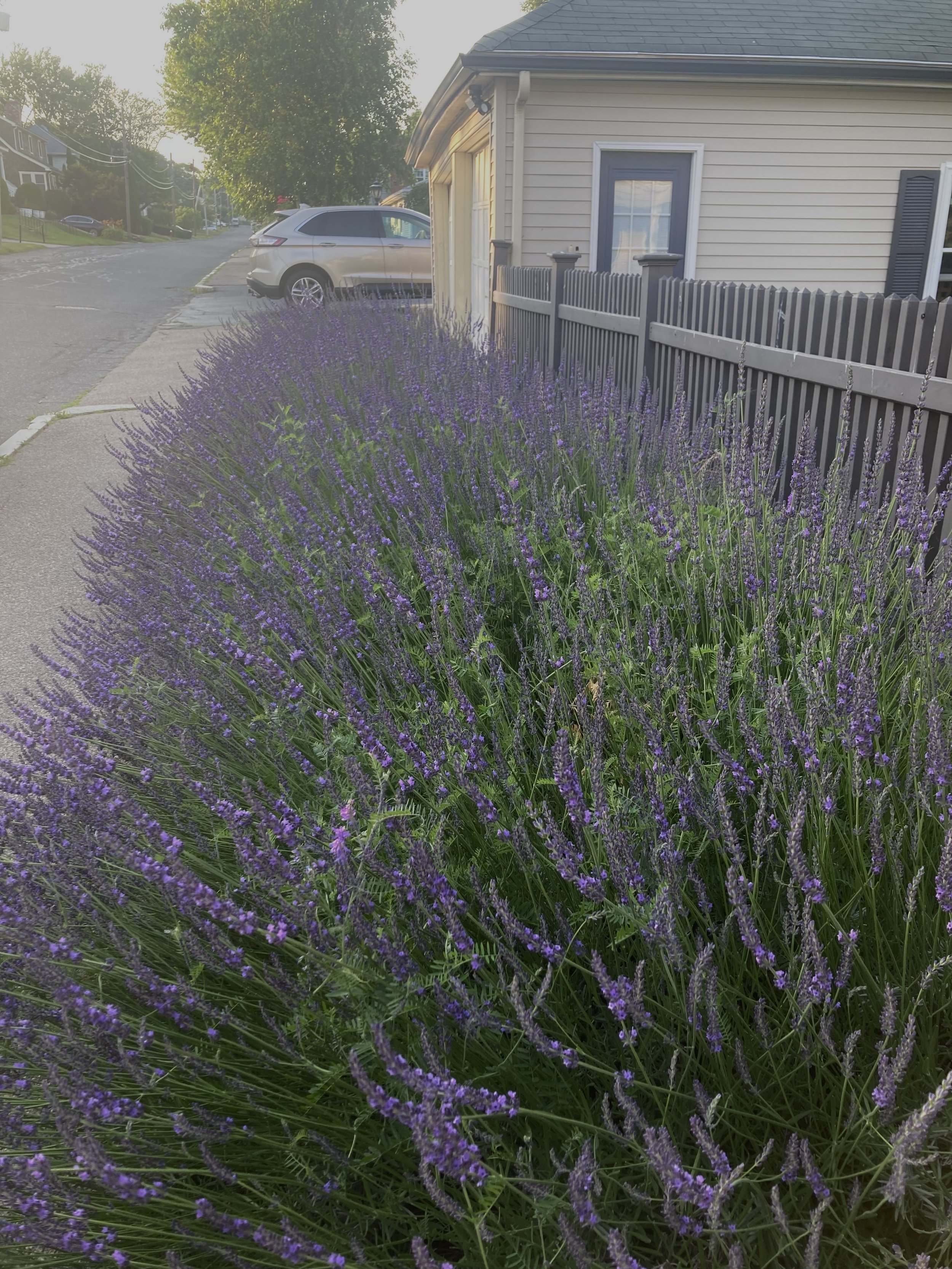 A house with beige siding, a blue door, and purple lavender bushes along a fence, with a car parked on the street in a suburban neighborhood.