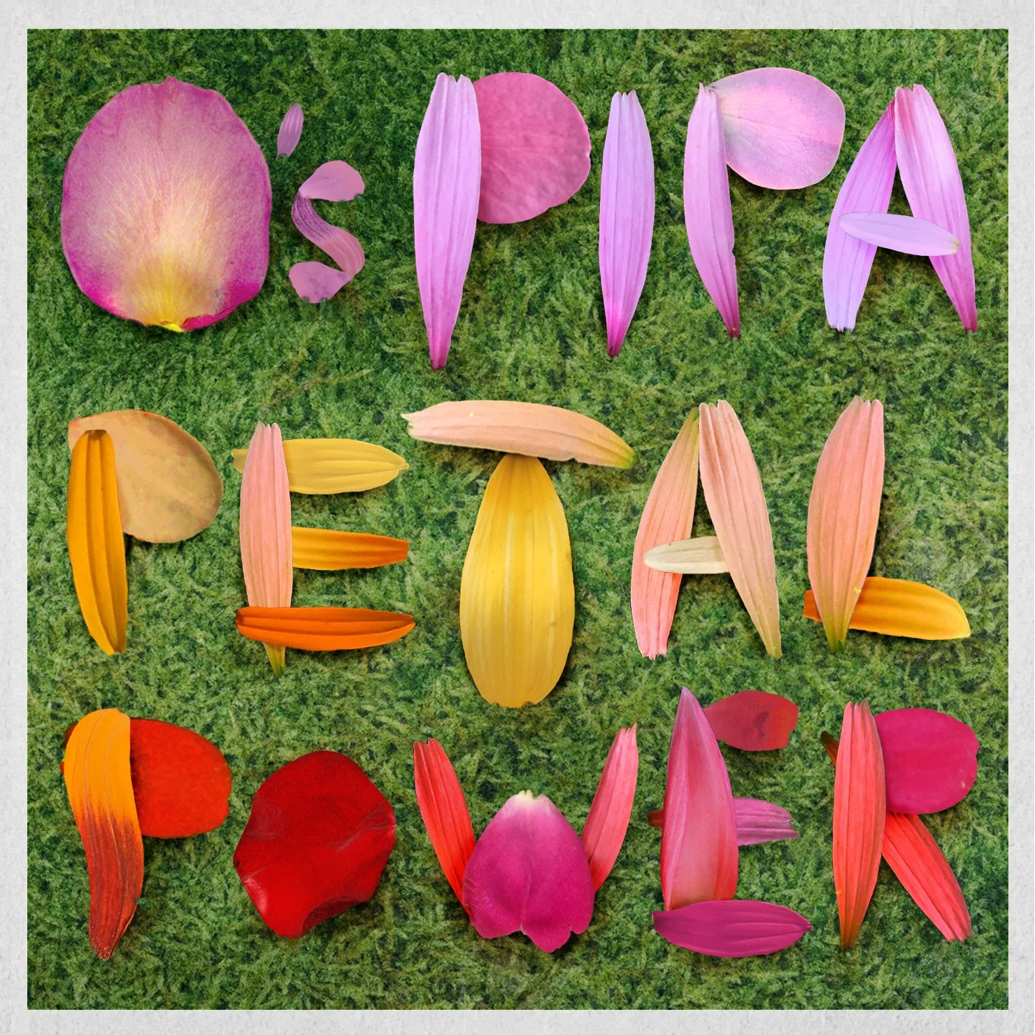 Colorful flower petals arranged to spell out 'O's Pipa Petal Power' on green grass background.