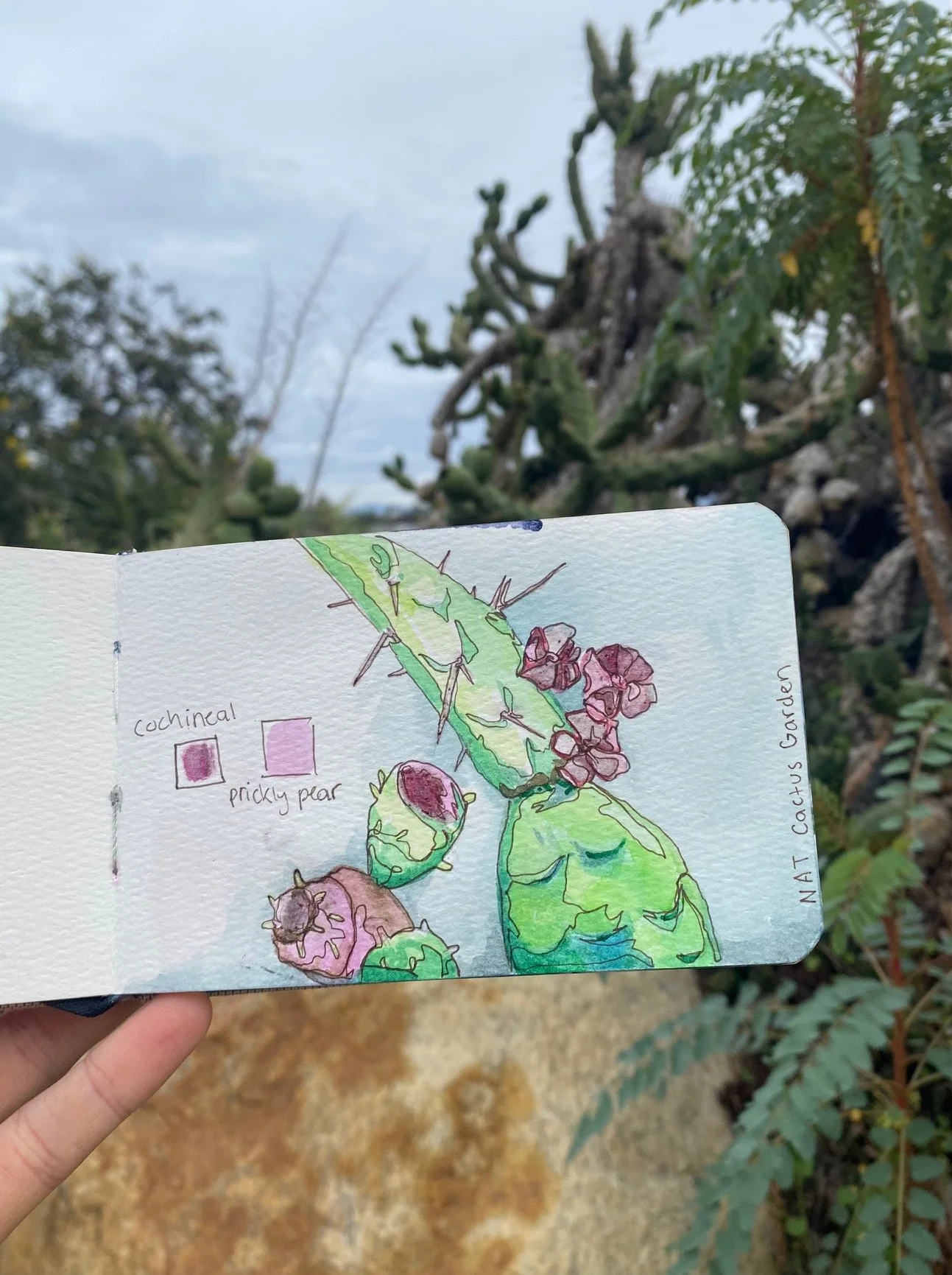 A hand holding a sketchbook with a watercolor and ink drawing of cactus pads, labeled with 'cochineal' and 'prickly pear', in front of real cactus plants in a garden.
