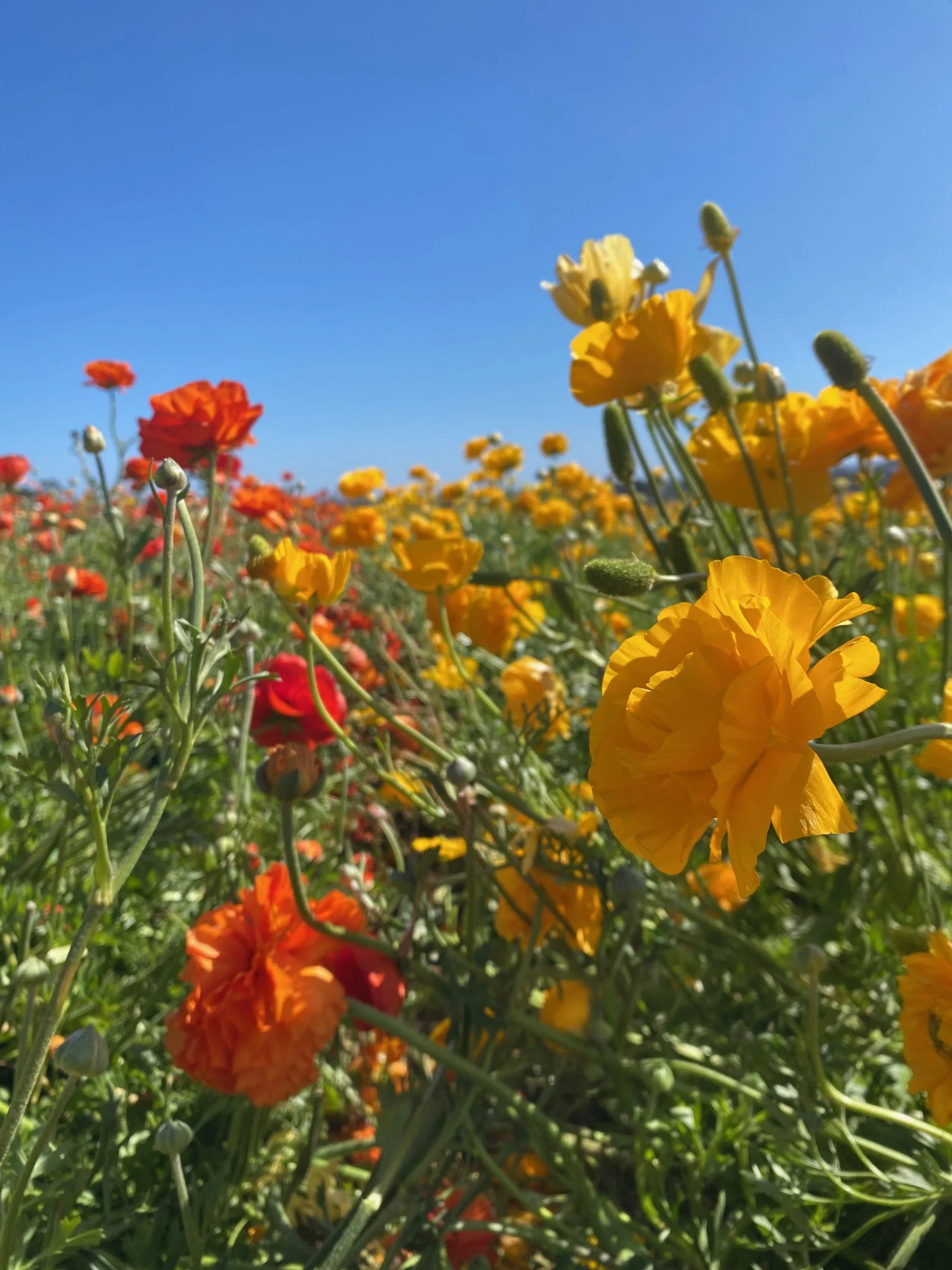 Native Flowers and Pollinators - Spring Season