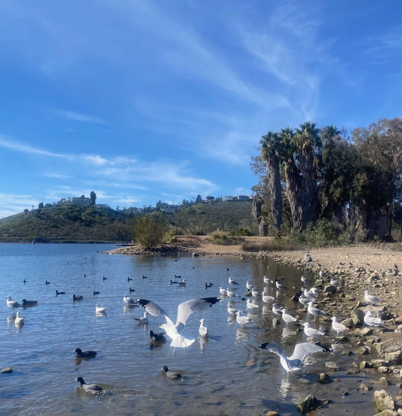 Migratory Birds - Seasonal Fall
