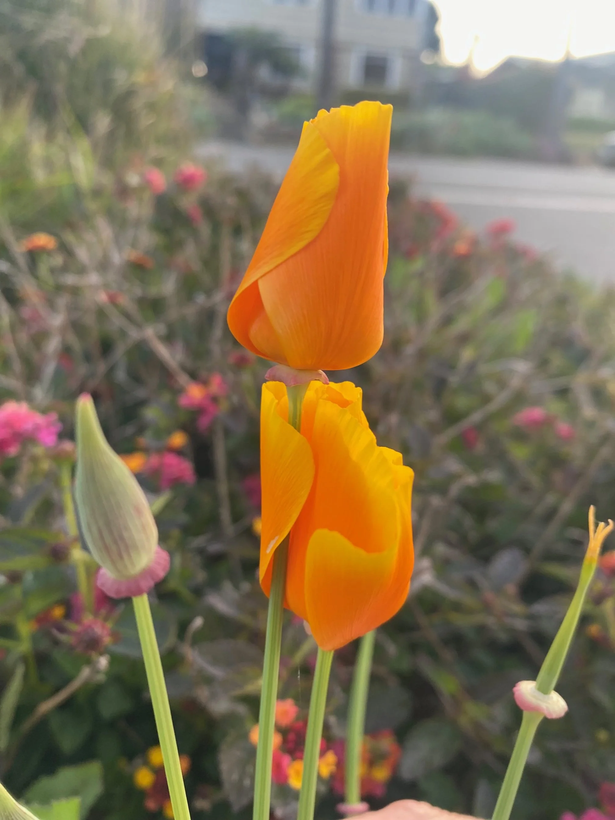 Close-up of orange and yellow tulip flowers with blurred background of other flowers and foliage.