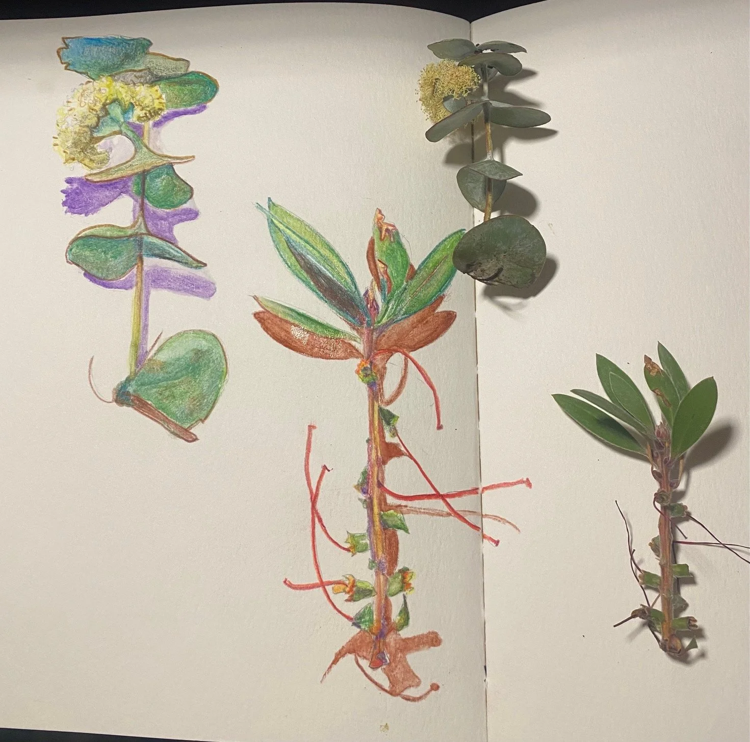 Colored pencil and watercolor drawings of plant stems and leaves, with real plant samples attached, including flowers and foliage.