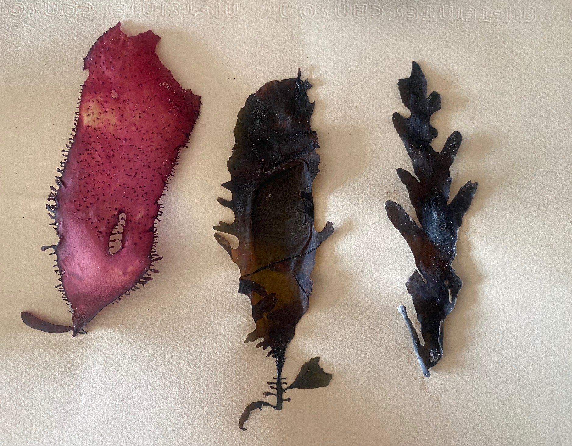 Three seaweed leaves, each with different colors and textures, laid out on a beige surface.