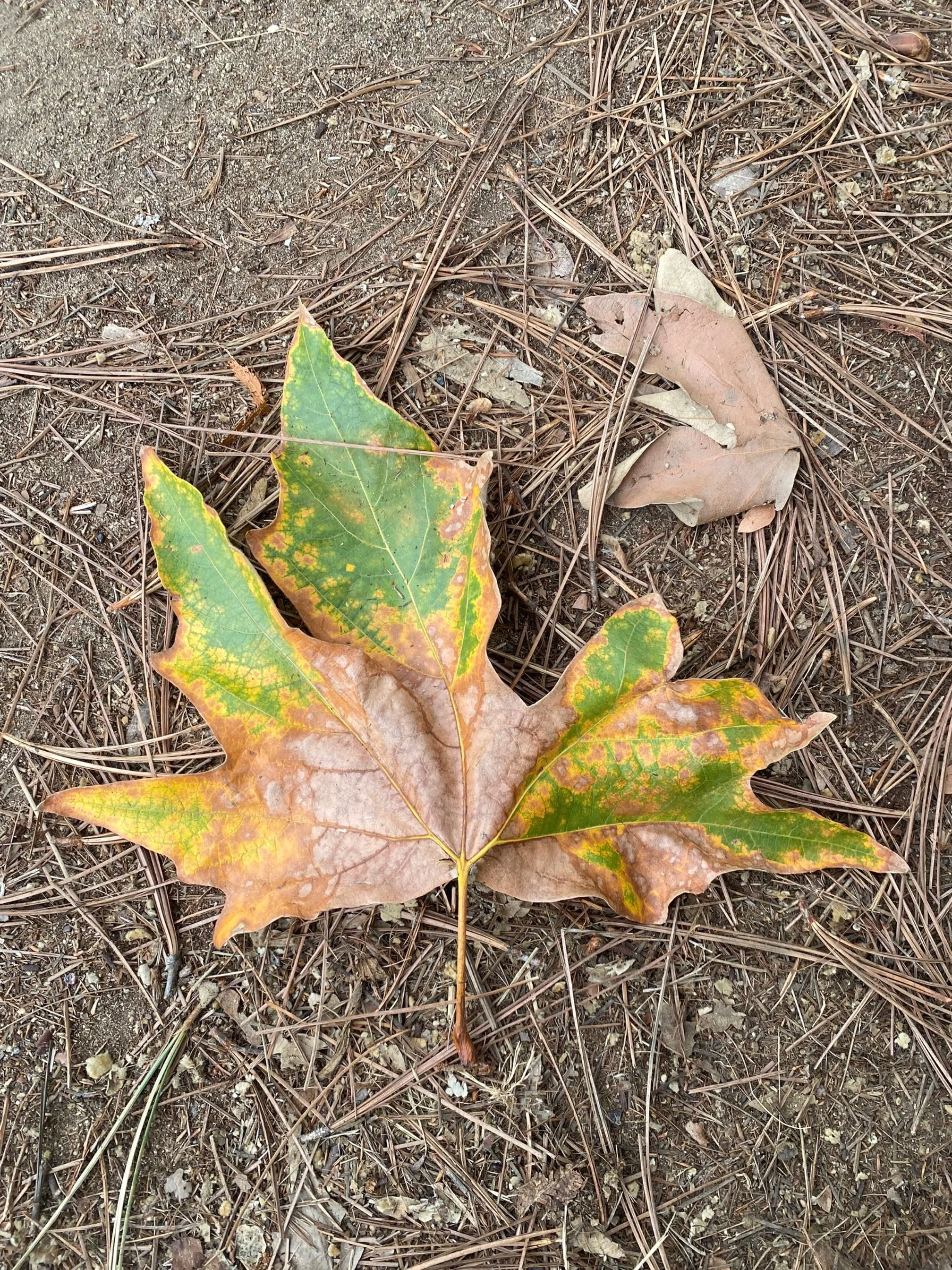 Changing Leaves - Seasonal Fall