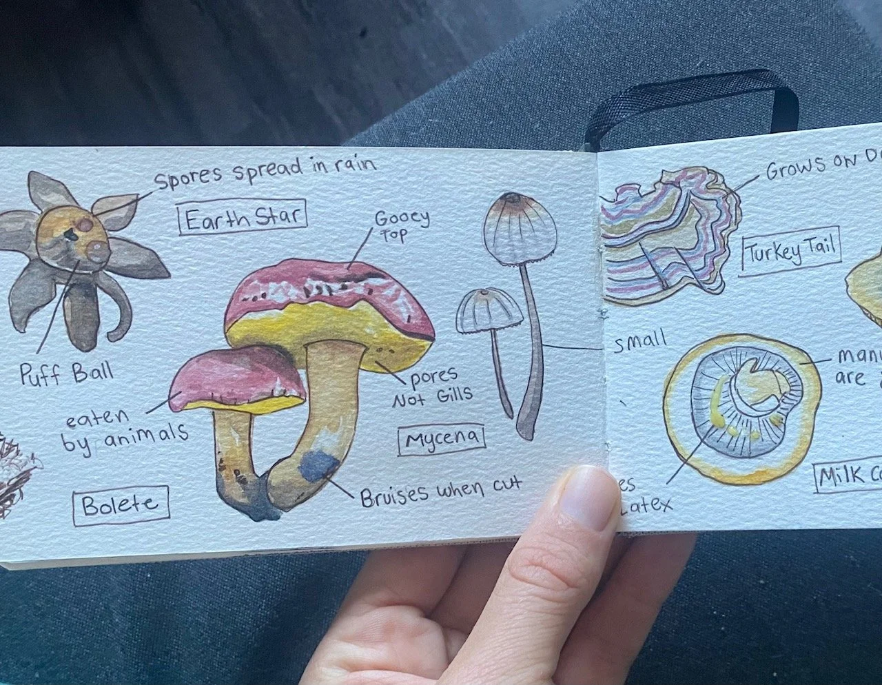 Hand-drawn illustrations of various fungi, including mushrooms with labels such as Earth Star, Boletes, Mycena, and Milk Cap, with annotations about spores, gills, and bruising.