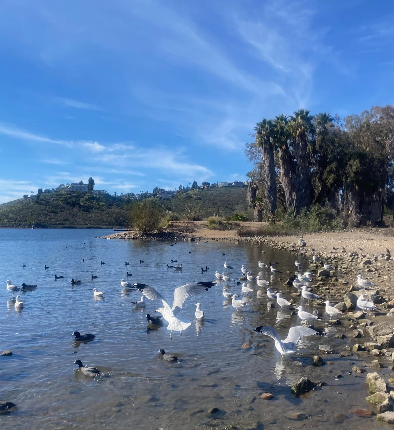 Seagulls swimming and flying near a rocky shoreline with water, trees, palm trees, hills, and houses in the background on a sunny day.