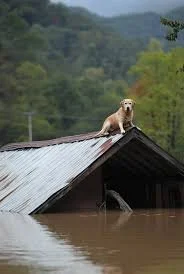 Dog on roof of a flooded building with water surrounding it.