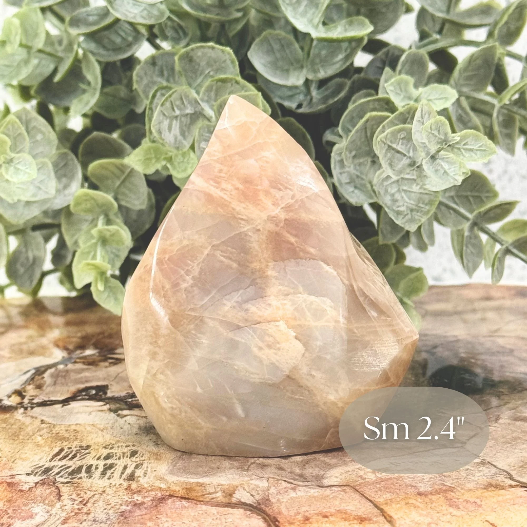 Sm 2.4_ Close up.jpg