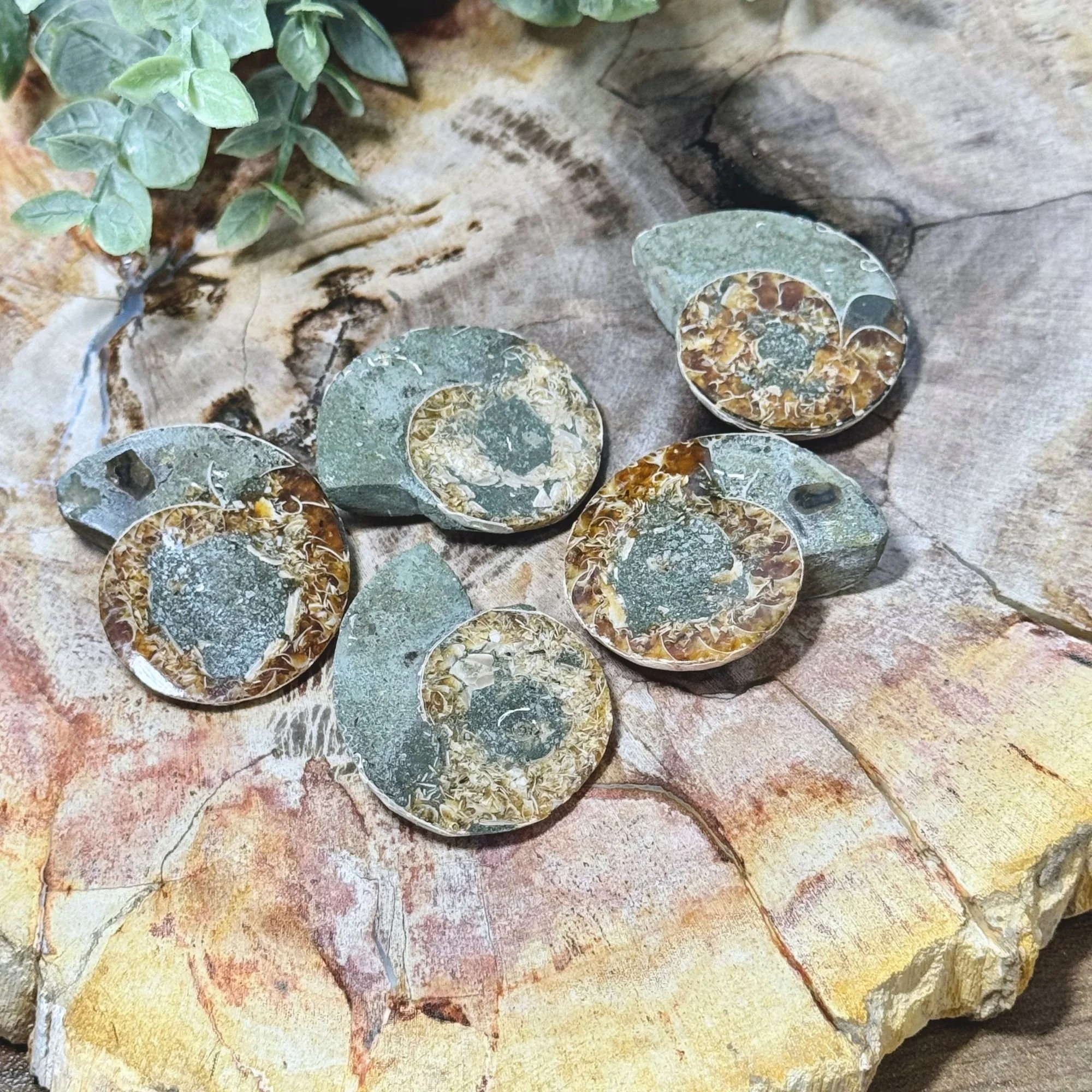 Natural Ammonite Halves | Fossil Crystal | Ancient Earth Energy & Transformation