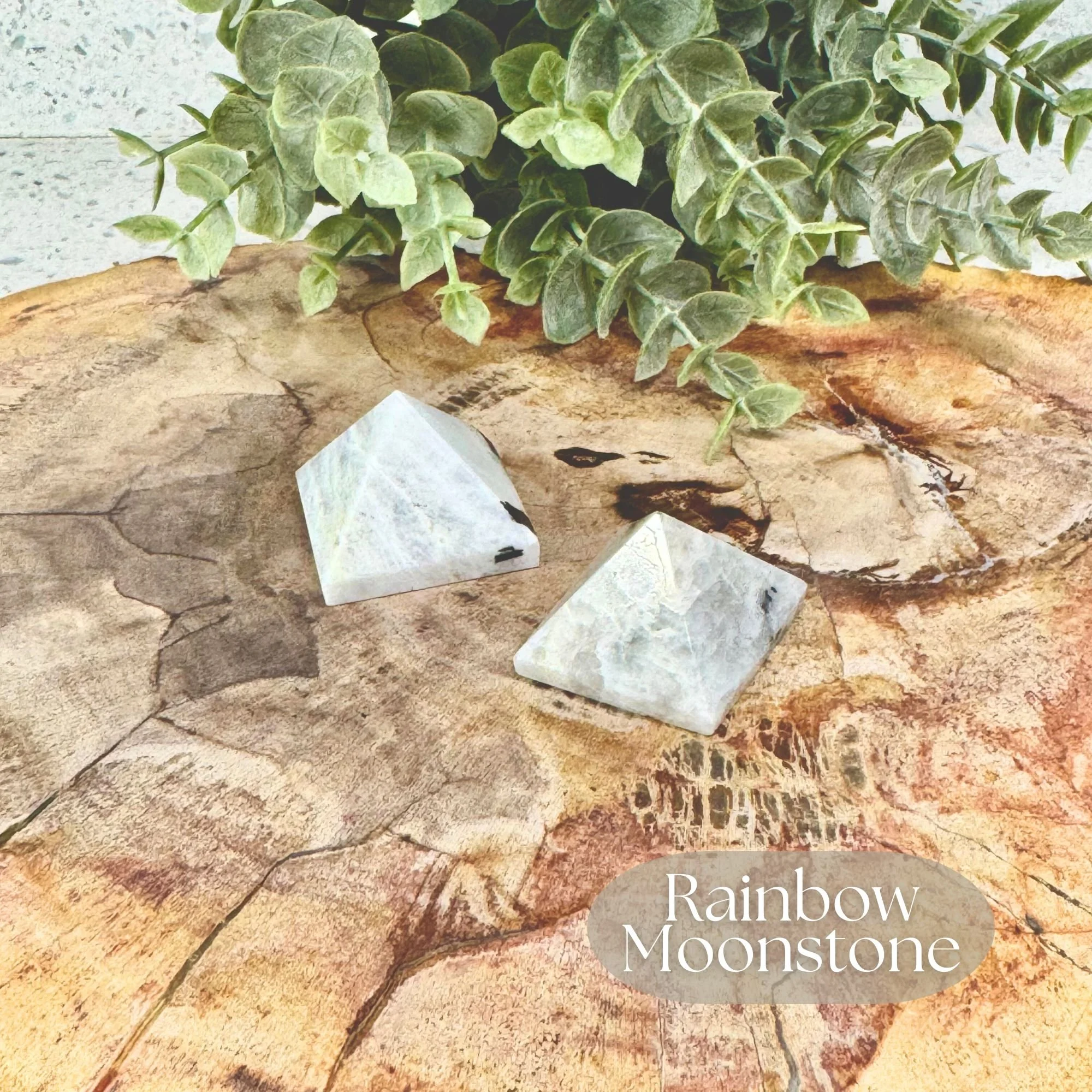 Two Rainbow Moonstone Pyramid carvings white with natural black inclusions and natural blue flashes displayed on a petrified wood slab on a white countertop with a faux plant in the background