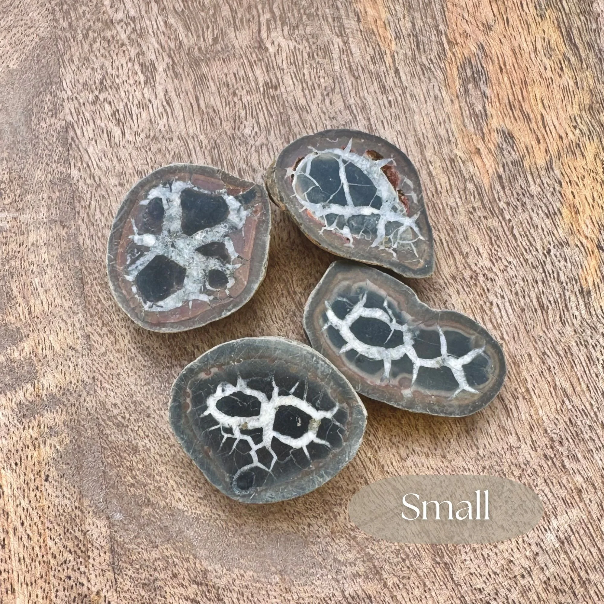 Size small, approximately 1.5 inch by 1.5 inch in size of natural septarian nodule halves arranged together, featuring polished faces and rough outer edges.