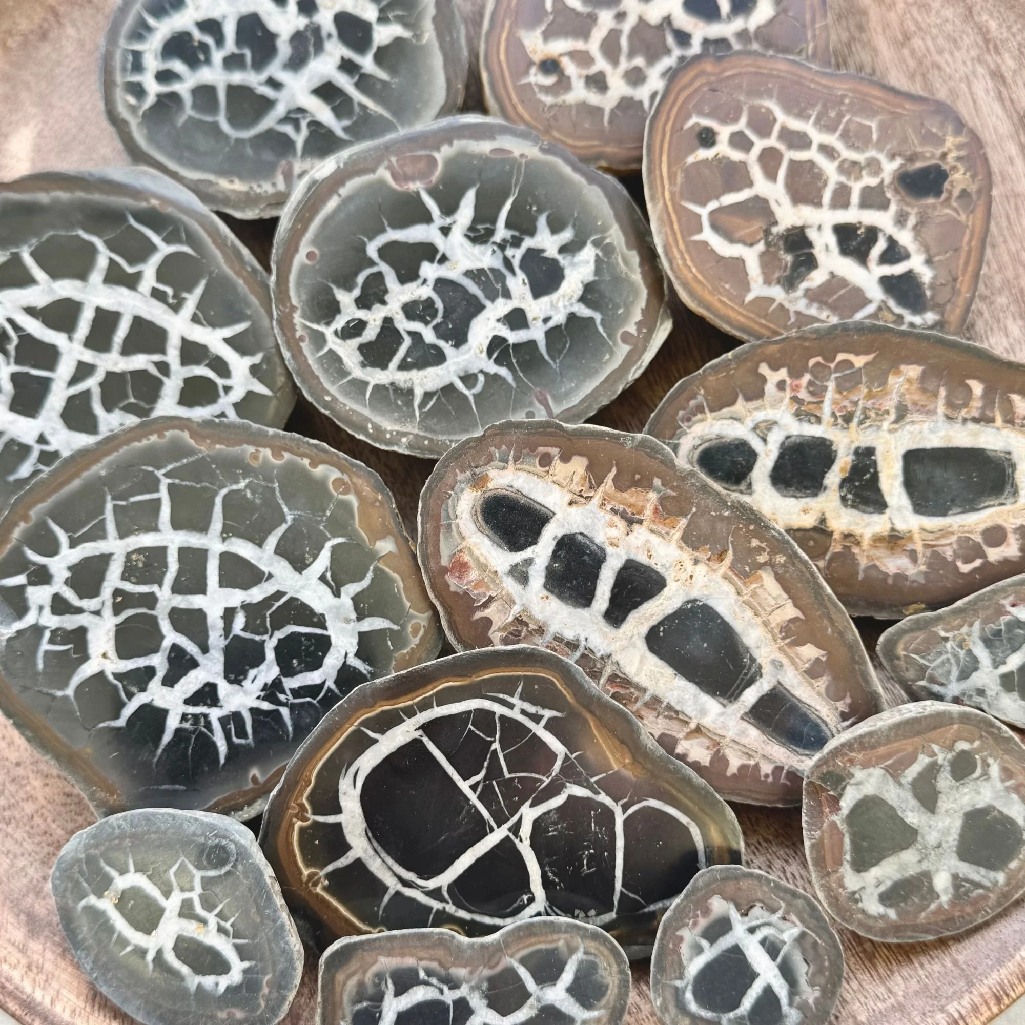 Assorted sizes of natural septarian nodule halves arranged together, featuring polished faces and rough outer edges.