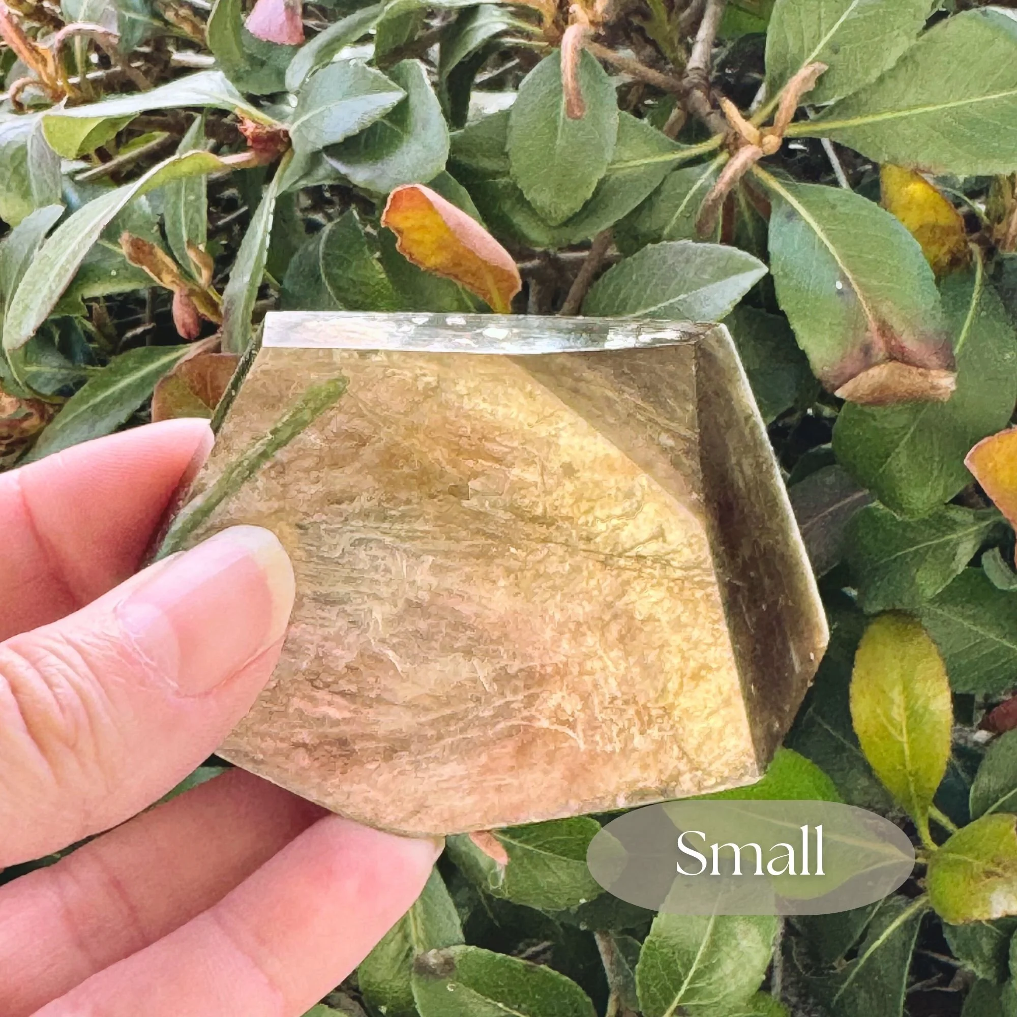 Hand holding 1 piece of Small size approximately 2 inches by 1 inch of Muscovite or Golden Mica with natural shimmering golden hues and shine with green bushes in the background