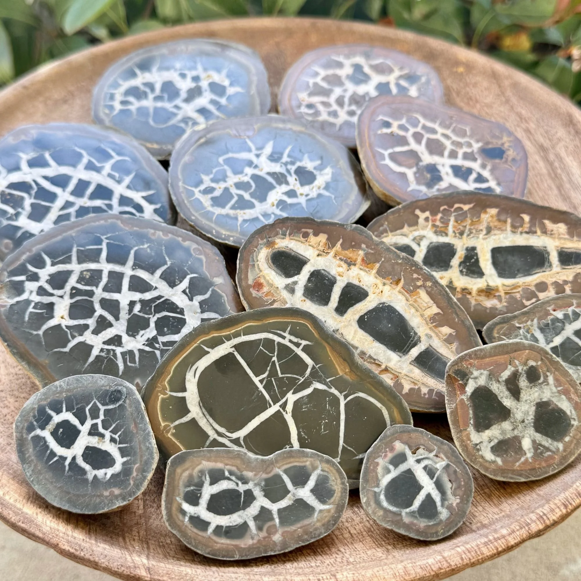 Assorted sizes of natural septarian nodule halves arranged together, featuring polished faces and rough outer edges.