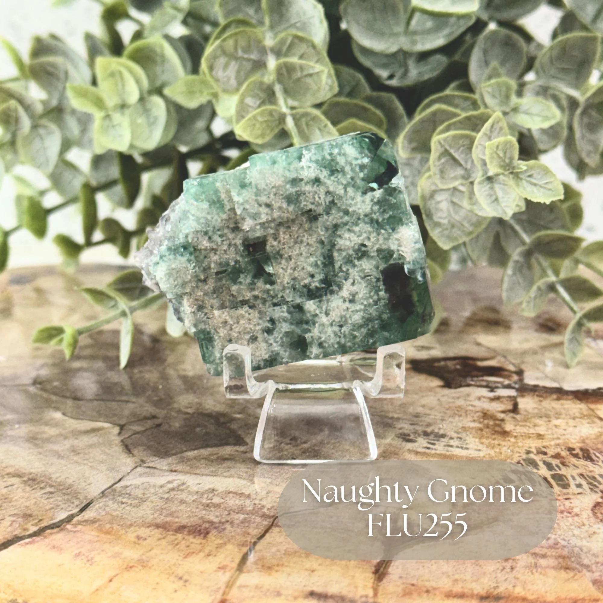 Naughty Gnome FLU255.jpg