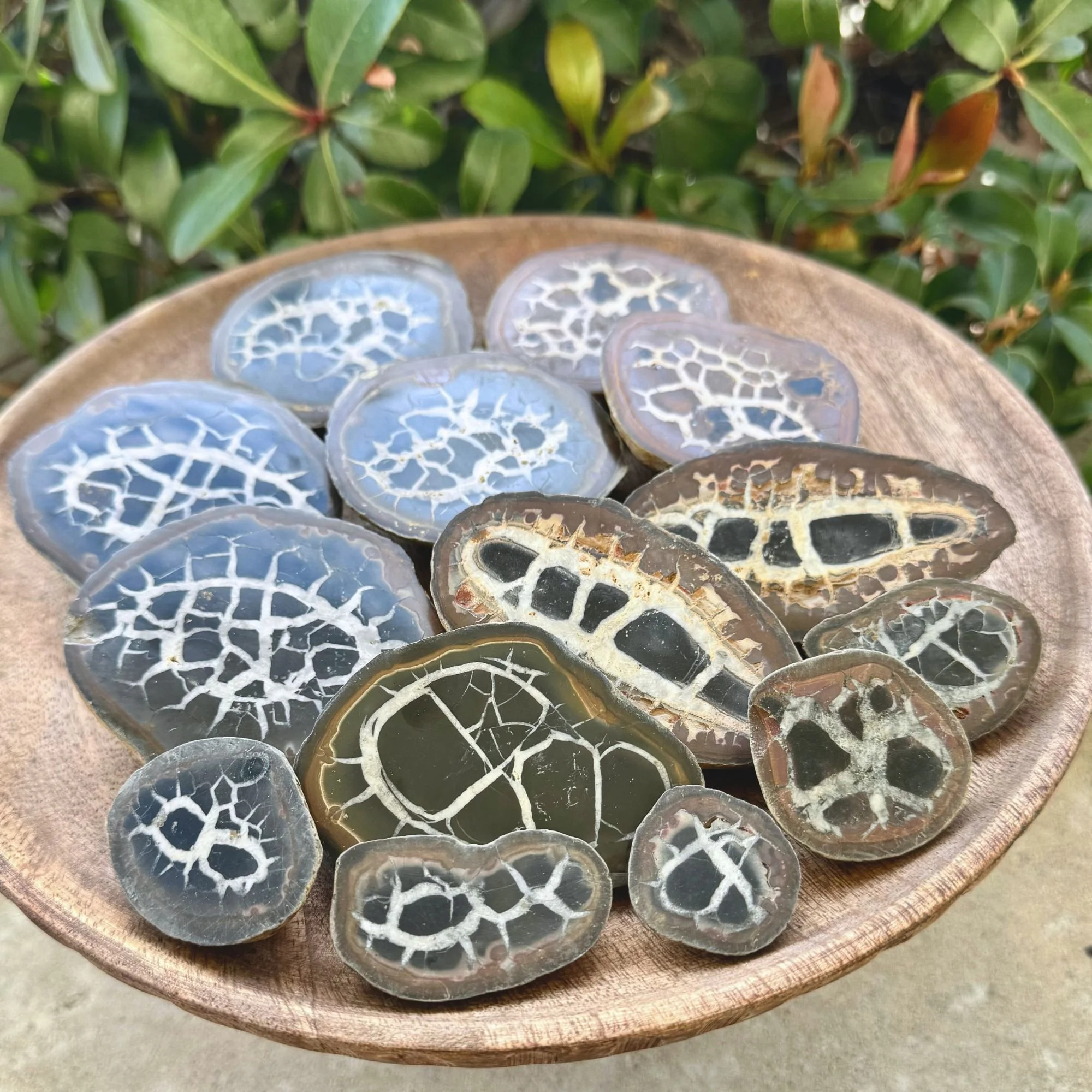 Assorted sizes of natural septarian nodule halves arranged together, featuring polished faces and rough outer edges.