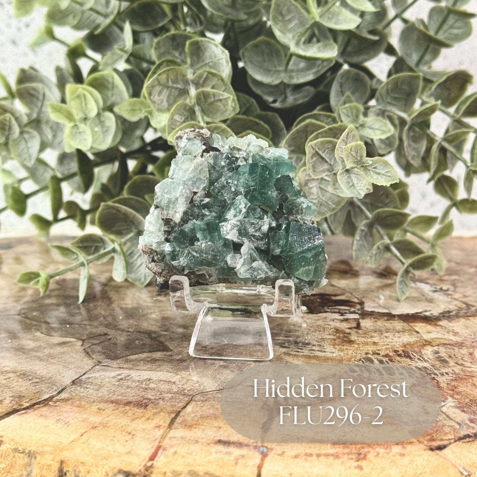 Hidden Forest FLU296-2.jpg