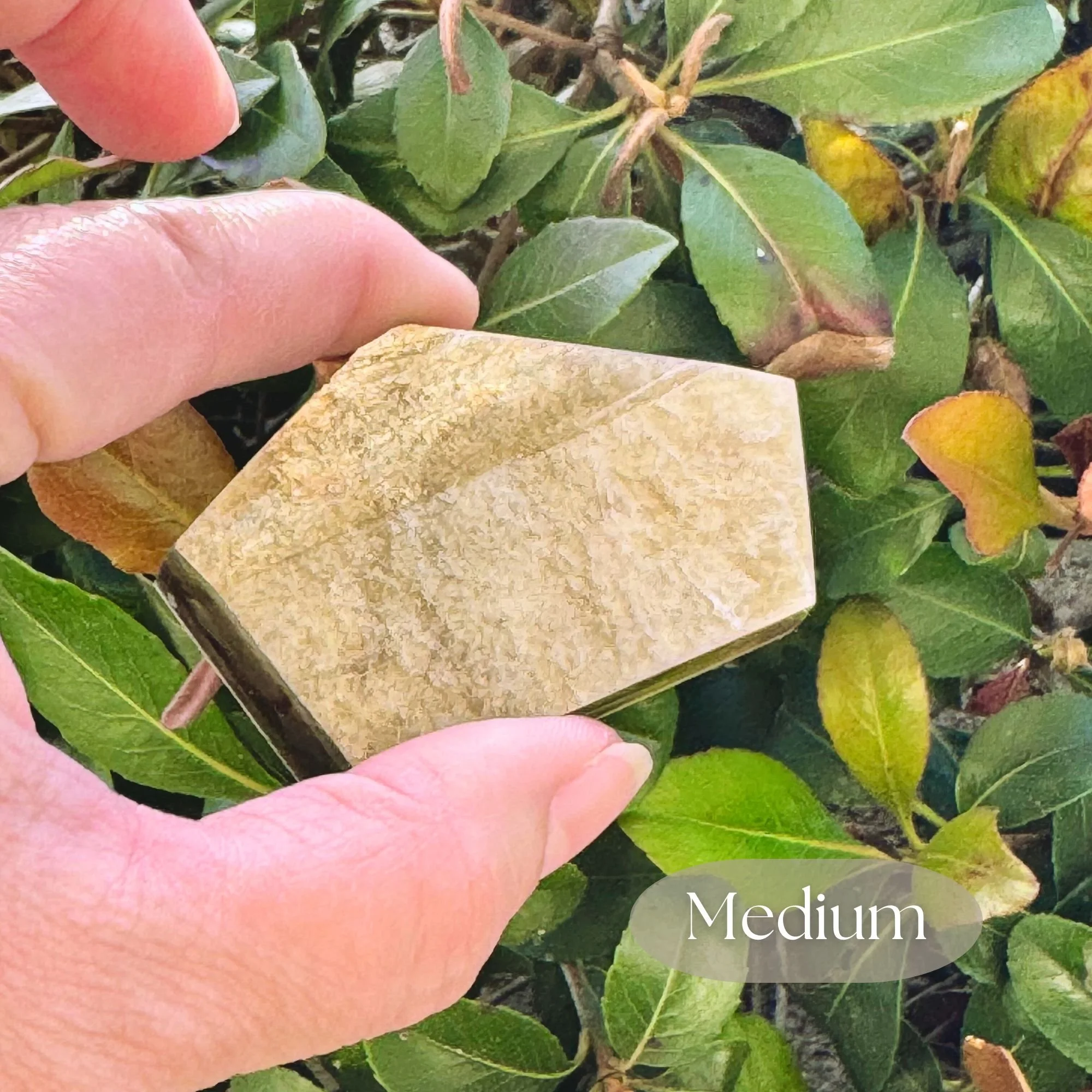 Hand holding 1 piece of Medium size approximately 2 inches by 1.5 inches of Muscovite or Golden Mica with natural shimmering golden hues and shine with green bushes in the background