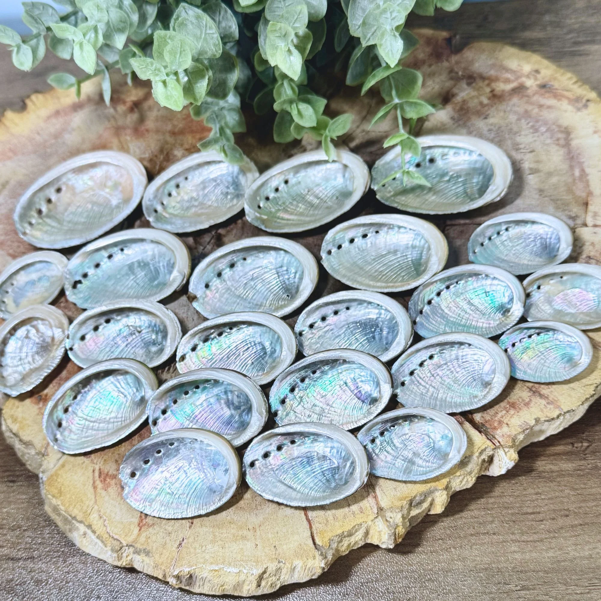 Mini Abalone Shell | Natural Smudging Shell