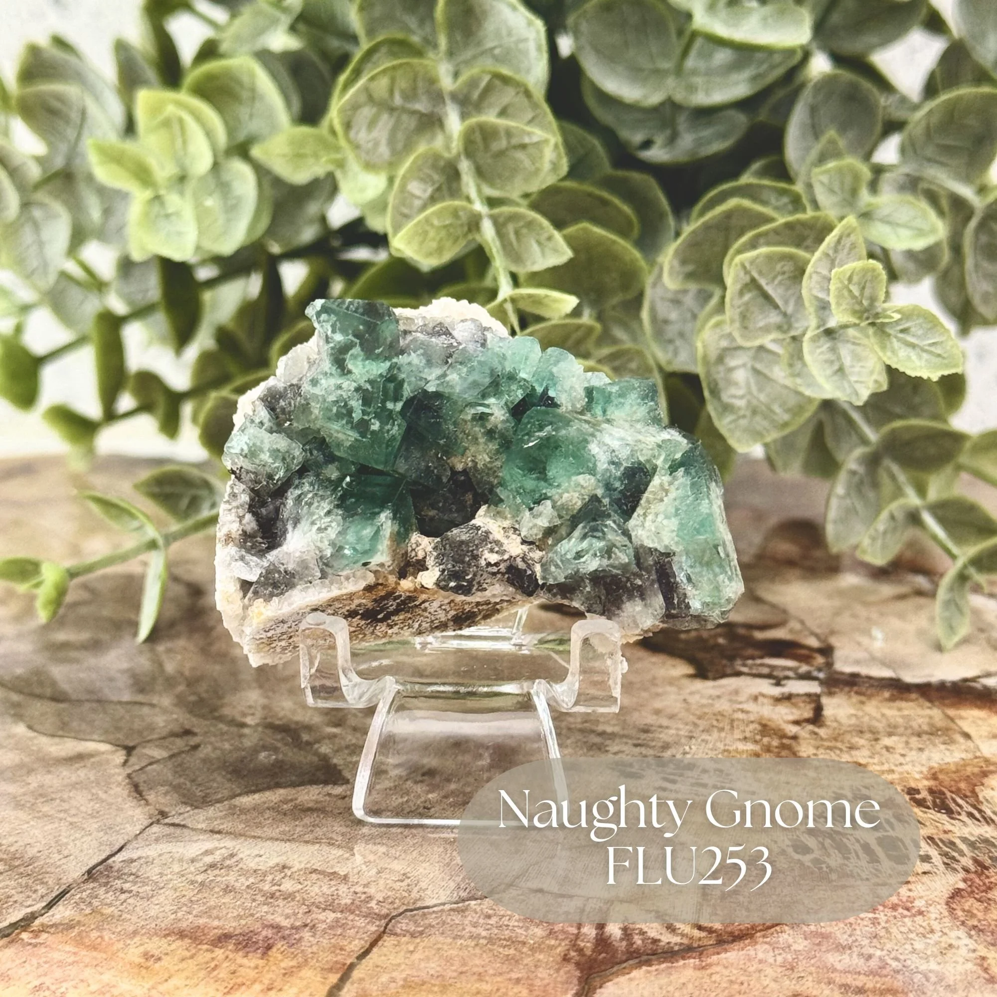 Naughty Gnome FLU253.jpg