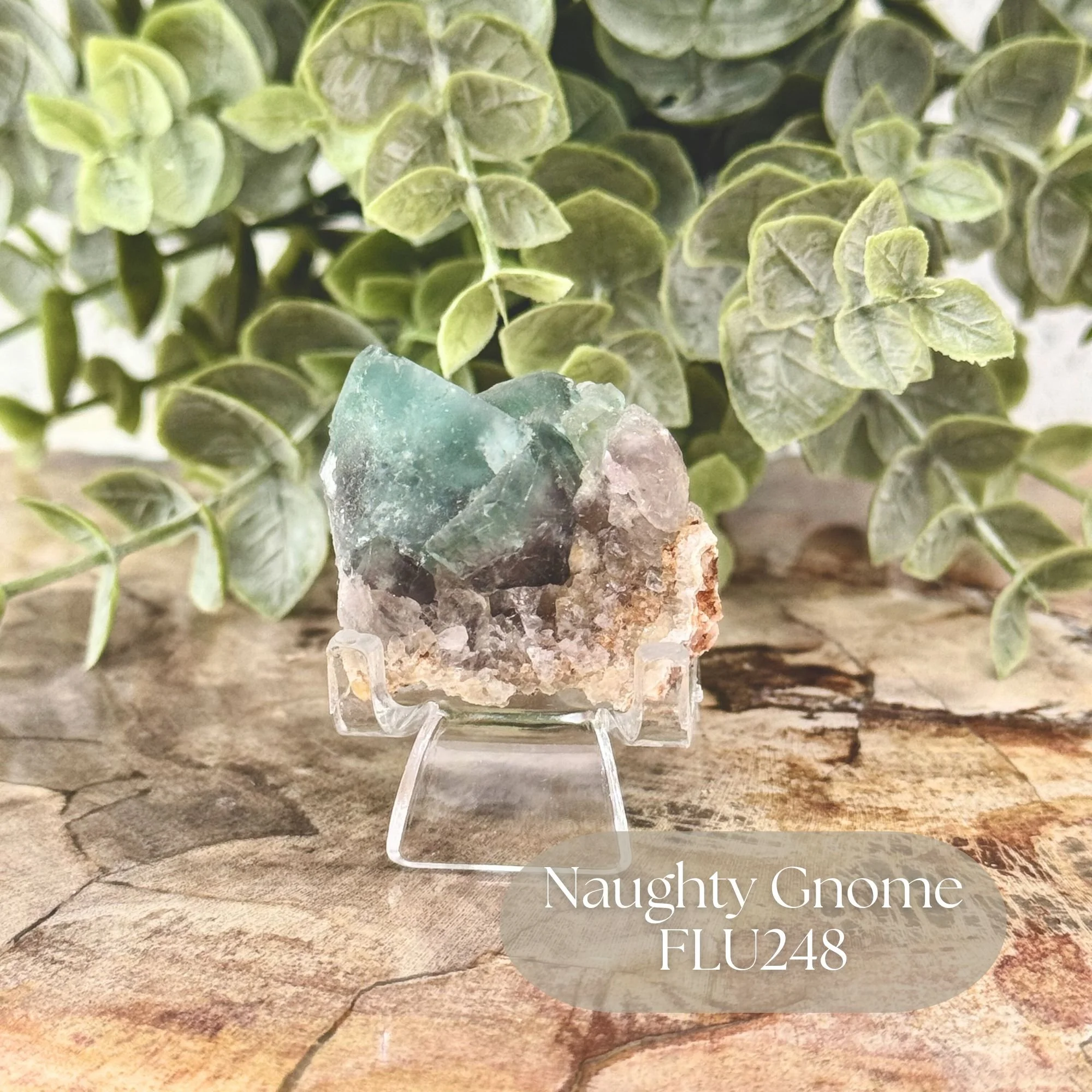 Naughty Gnome FLU248.jpg