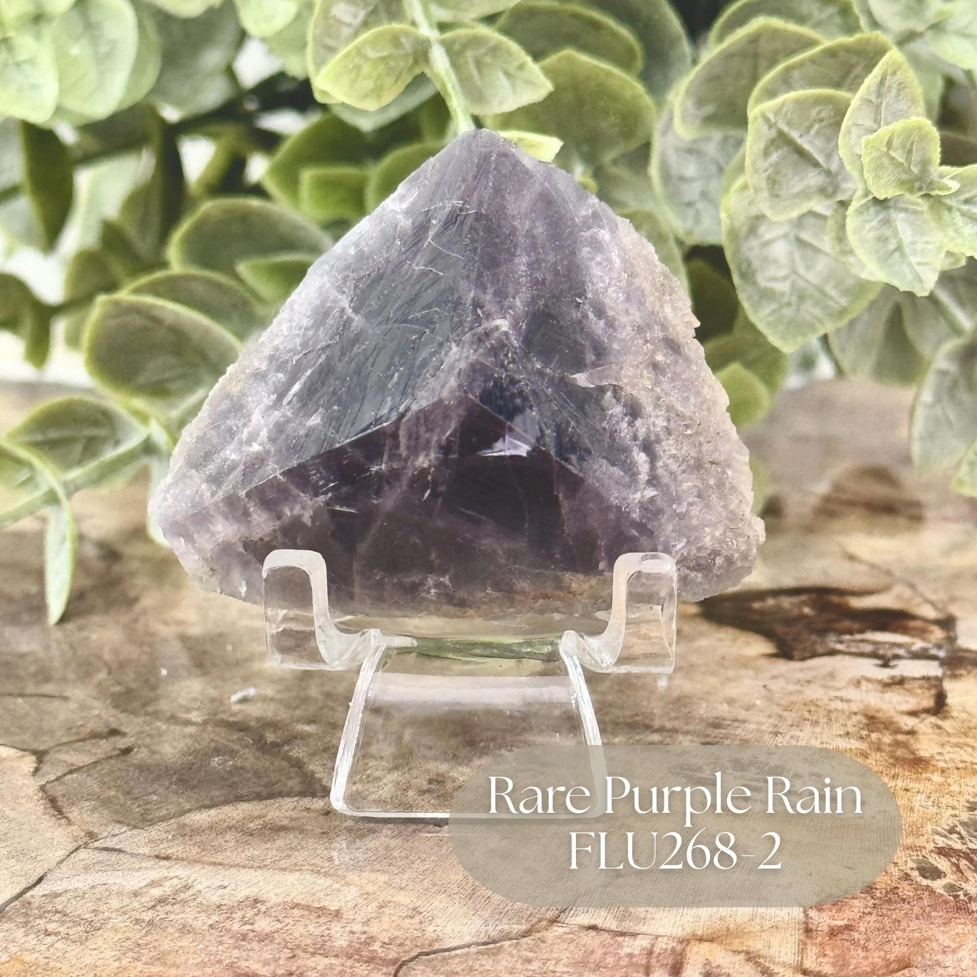 Rare Purple Rain FLU268-2.jpg