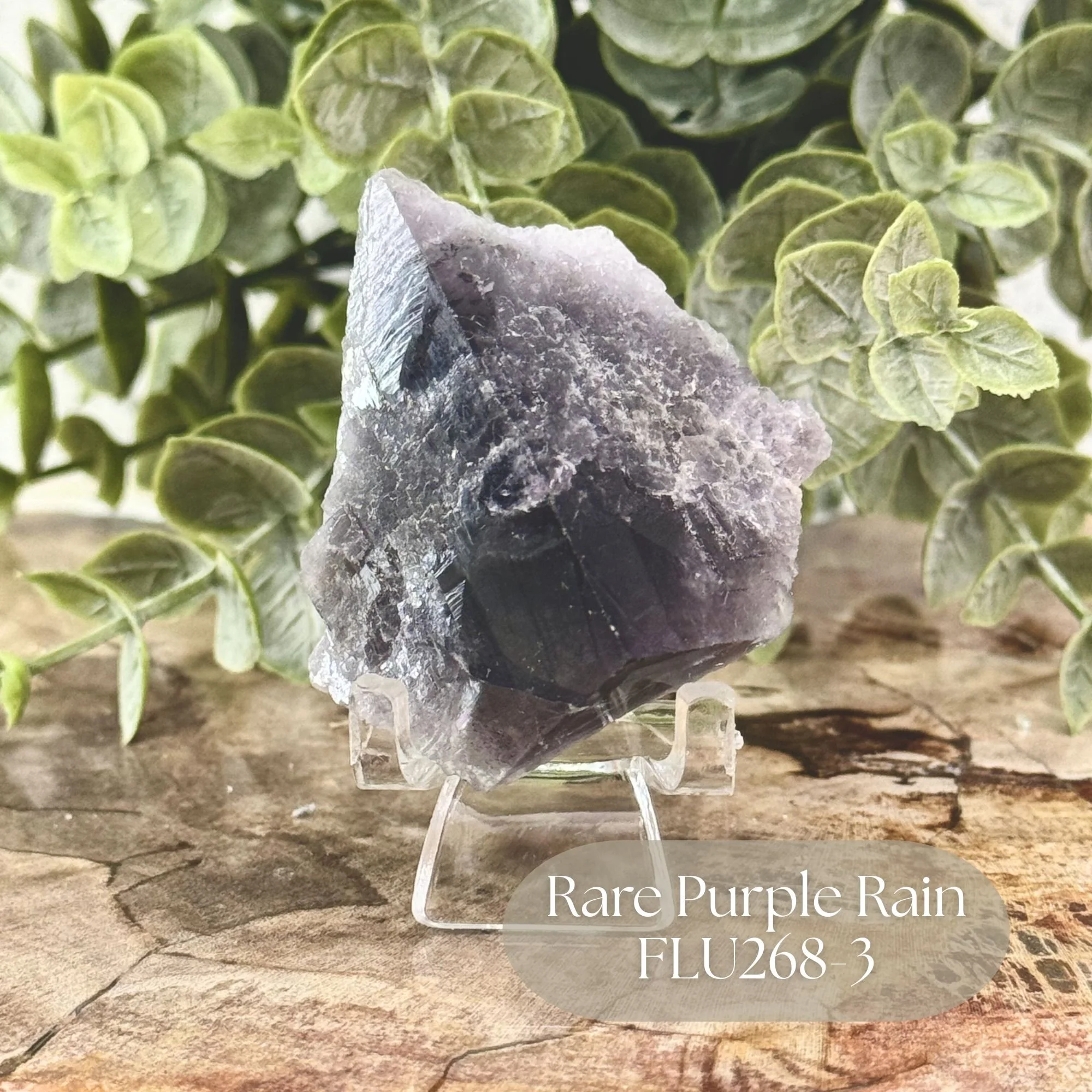 Rare Purple Rain FLU268-3.jpg