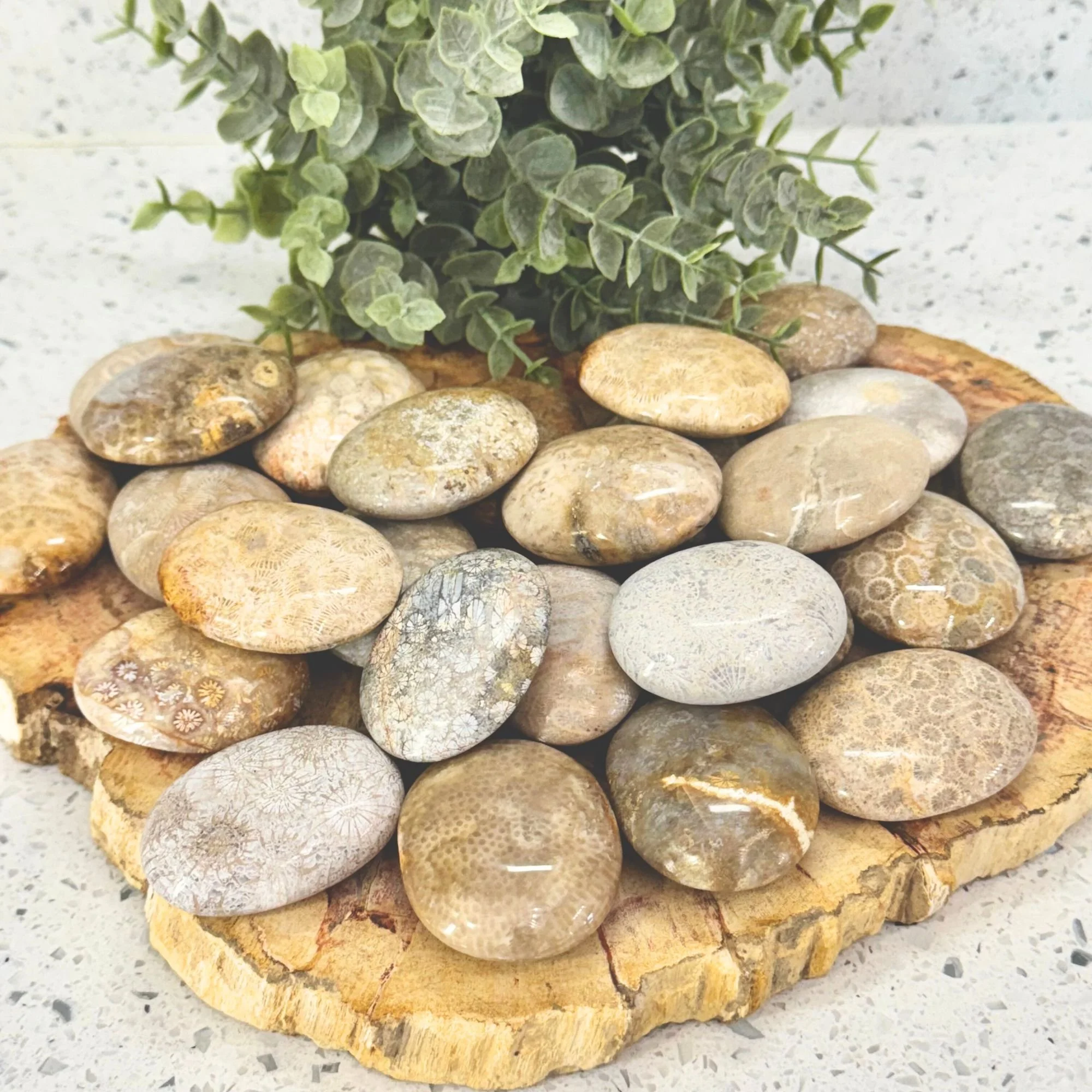 Fossilized Coral Palm Stones (Approx. 1.85") | Grounding & Ancient Earth Energy