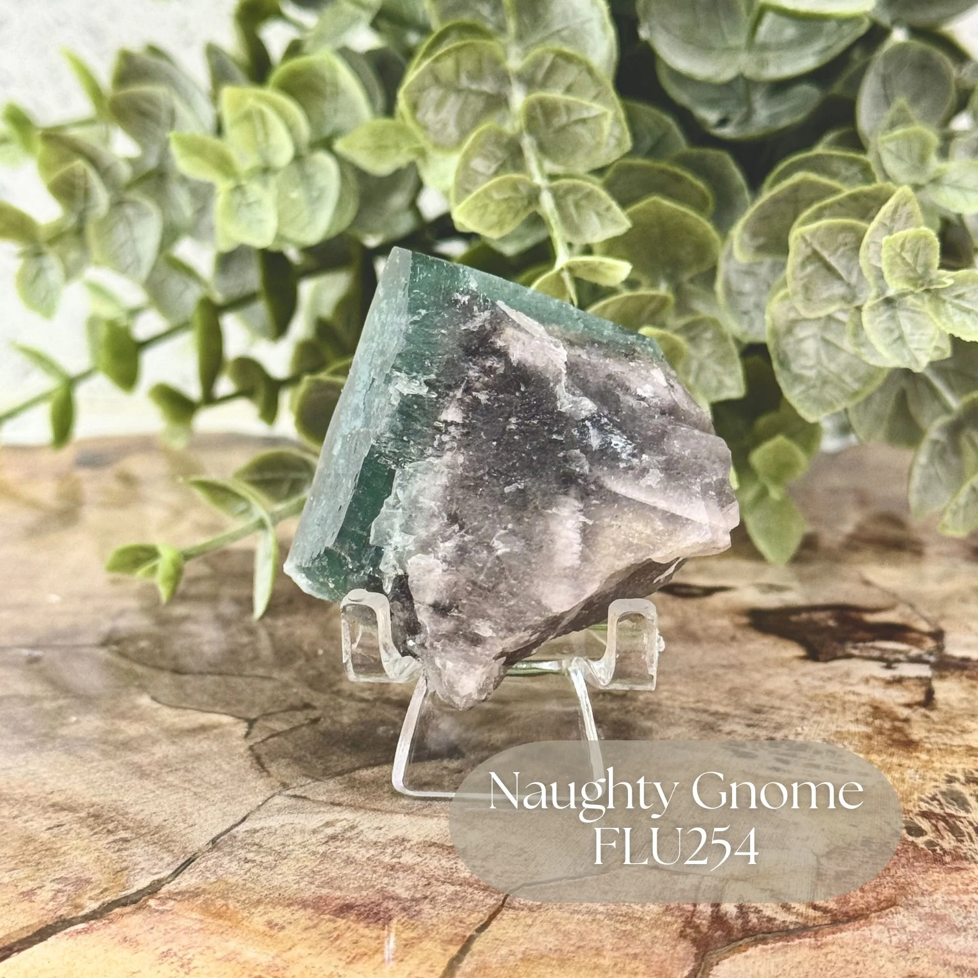 Naughty Gnome FLU254.jpg