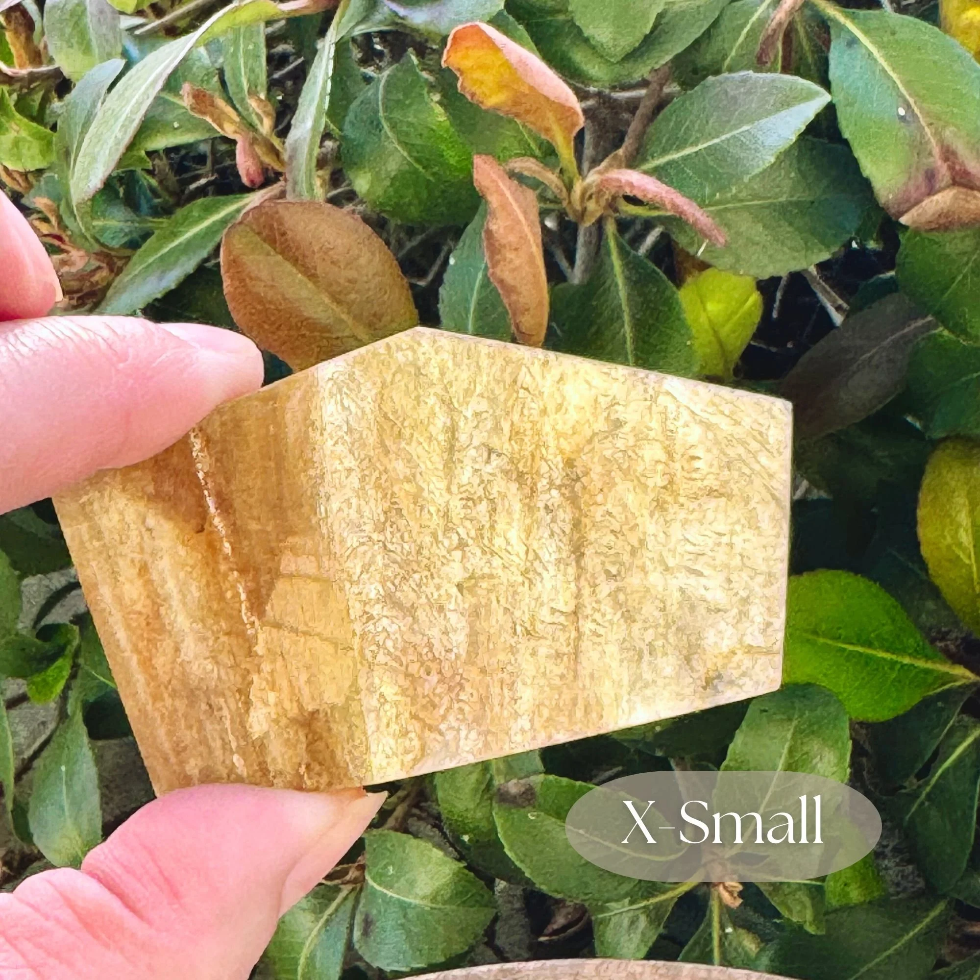 Hand holding 1 piece of X-Small size approximately 1.75 inches by 1.25 inches of Muscovite or Golden Mica with natural shimmering golden hues and shine with green bushes in the background