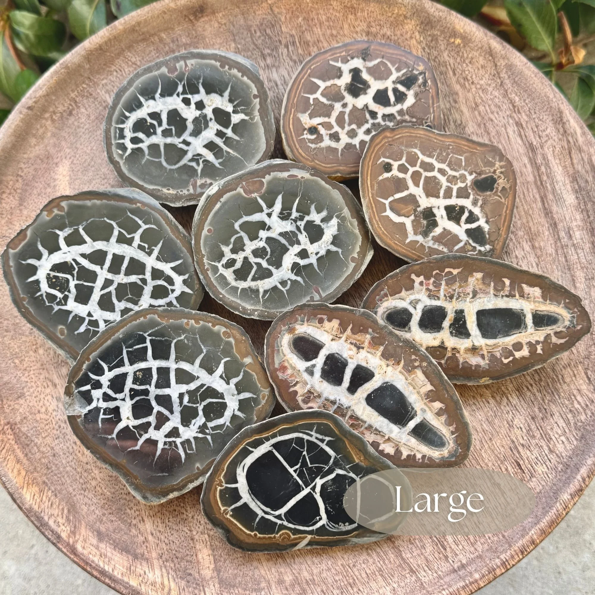 Size large, approximately 3 inch by 3 inch in size of natural septarian nodule halves arranged together, featuring polished faces and rough outer edges.