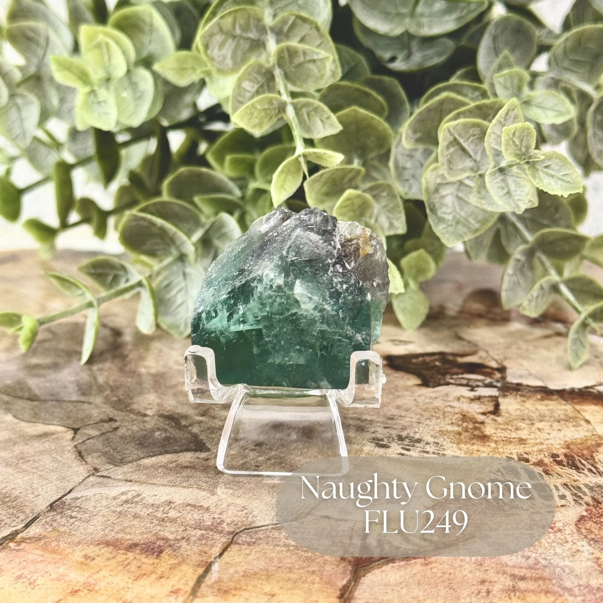 Naughty Gnome FLU249.jpg