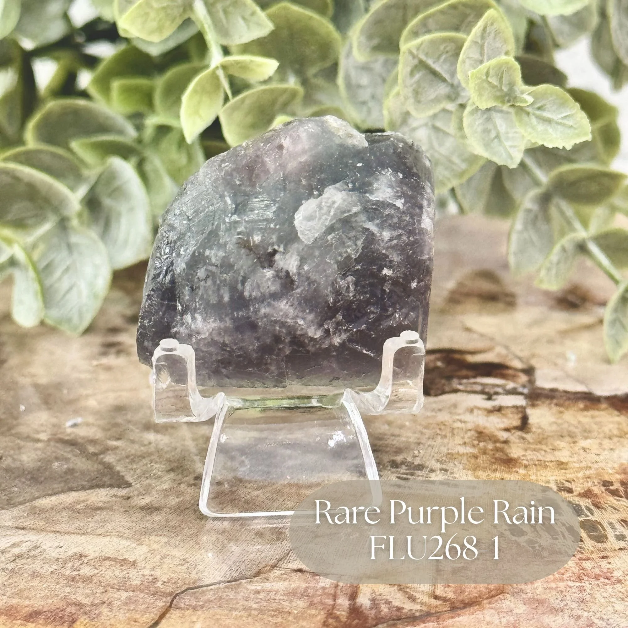 Rare Purple Rain FLU268-1.jpg