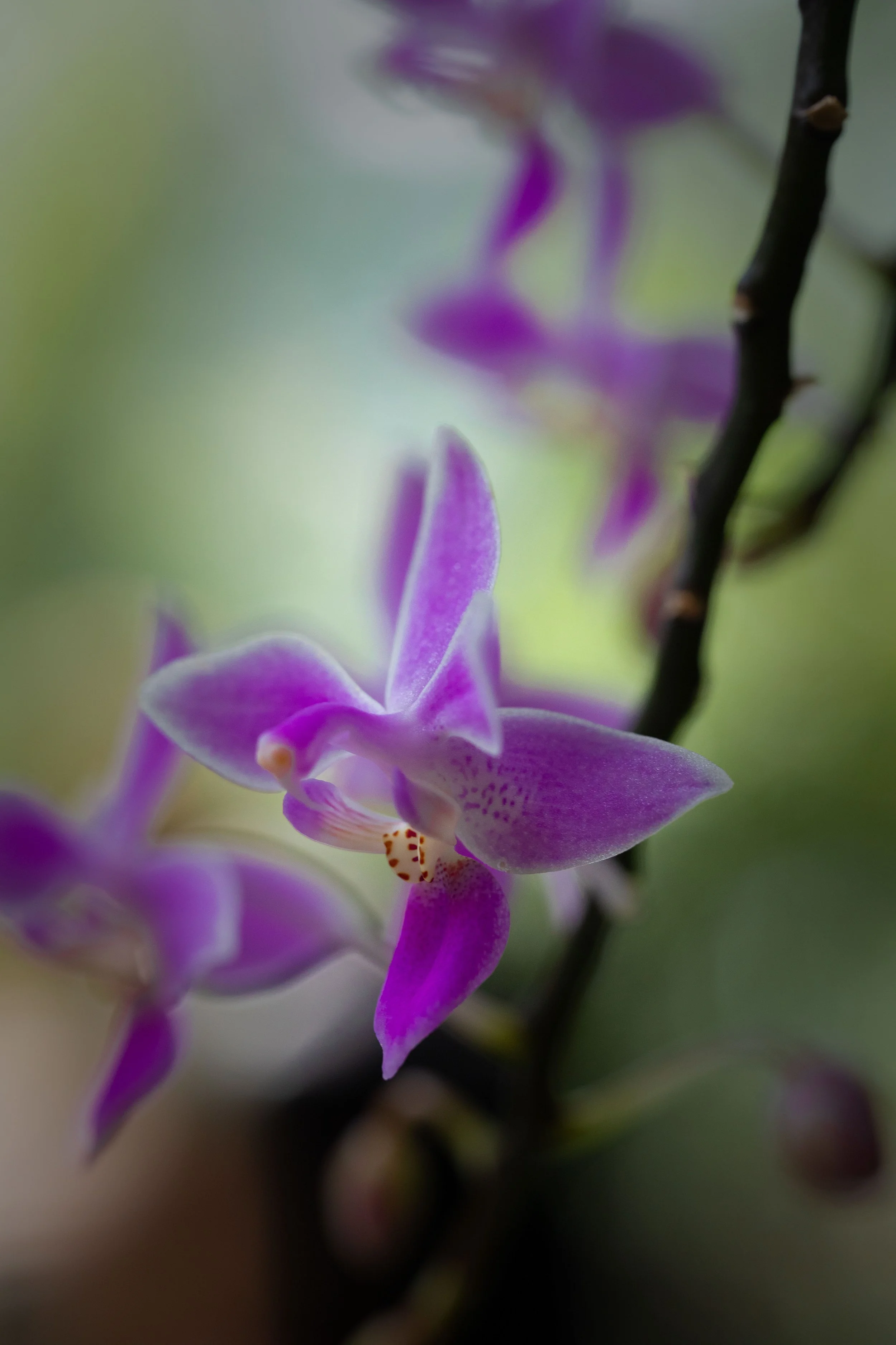 Flores ligeras-6.JPG