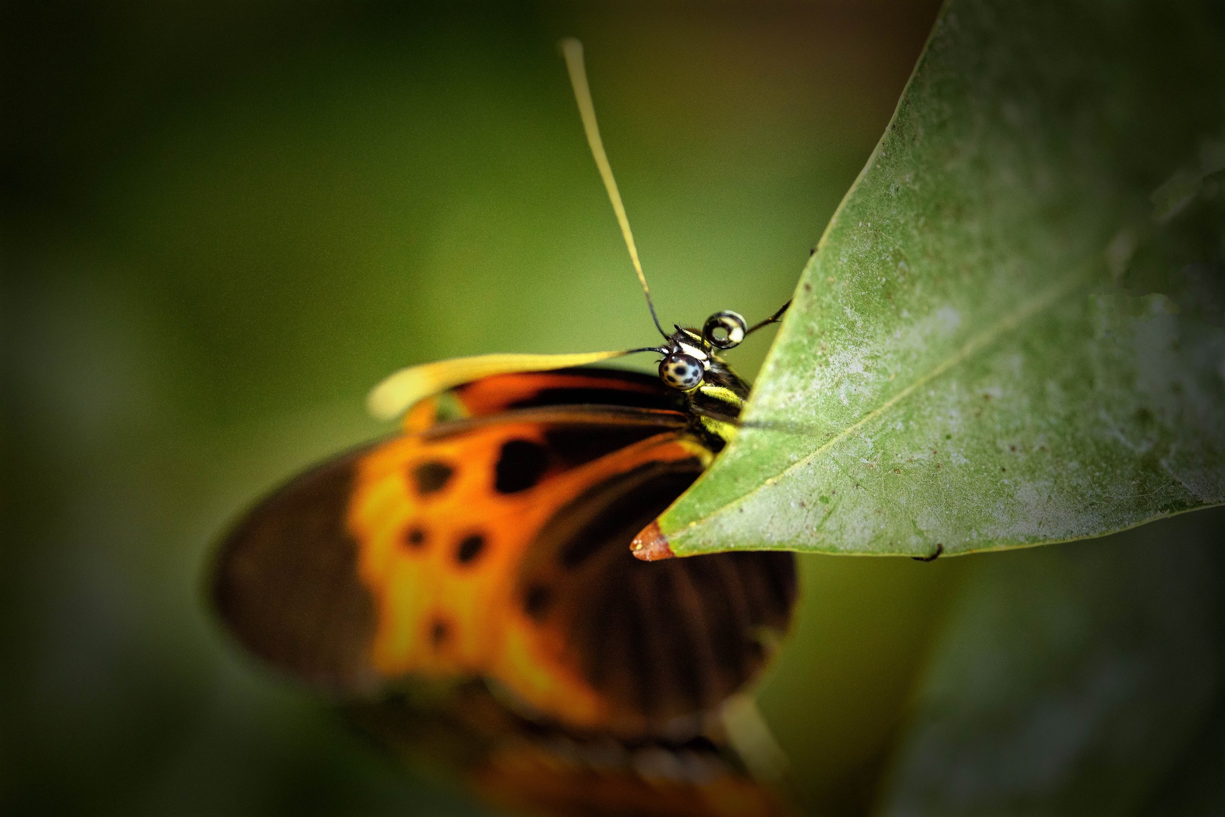 Mariposas-5.JPG
