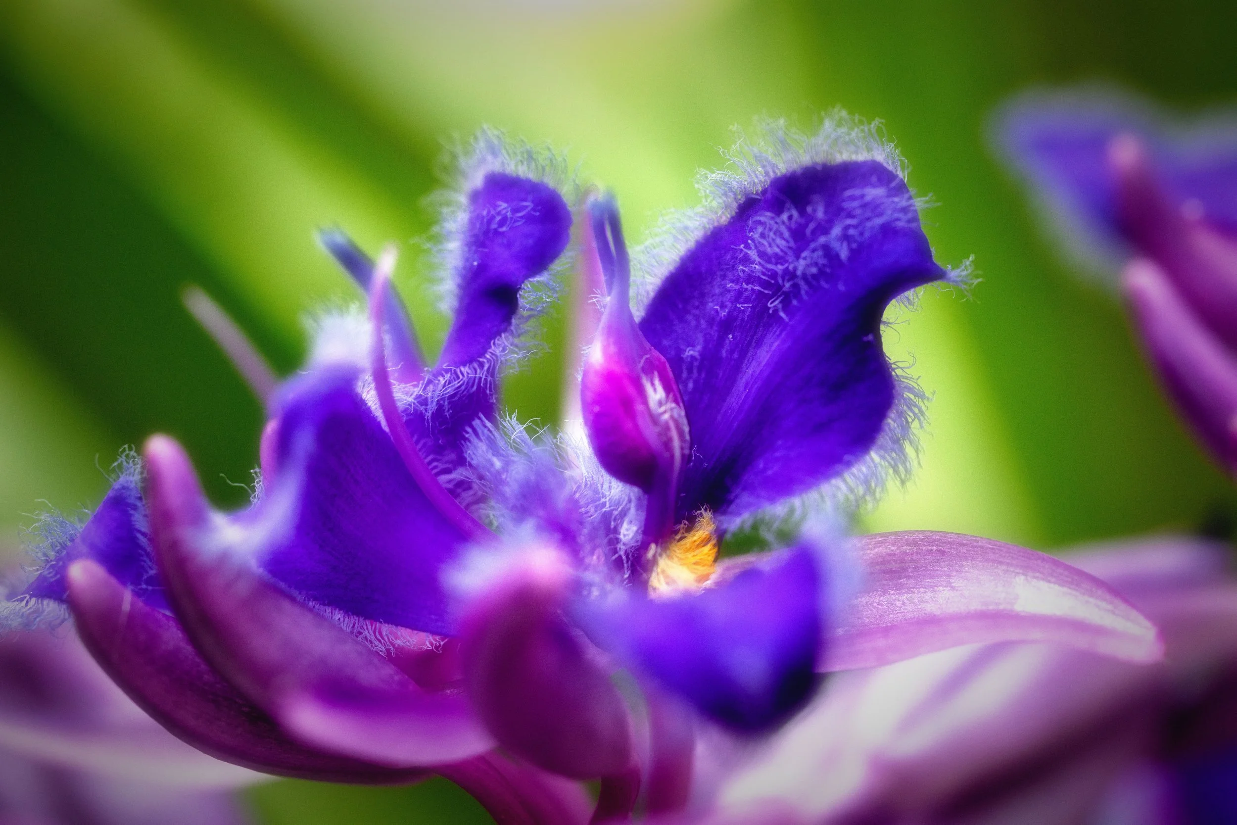 Flores ligeras-7.JPG