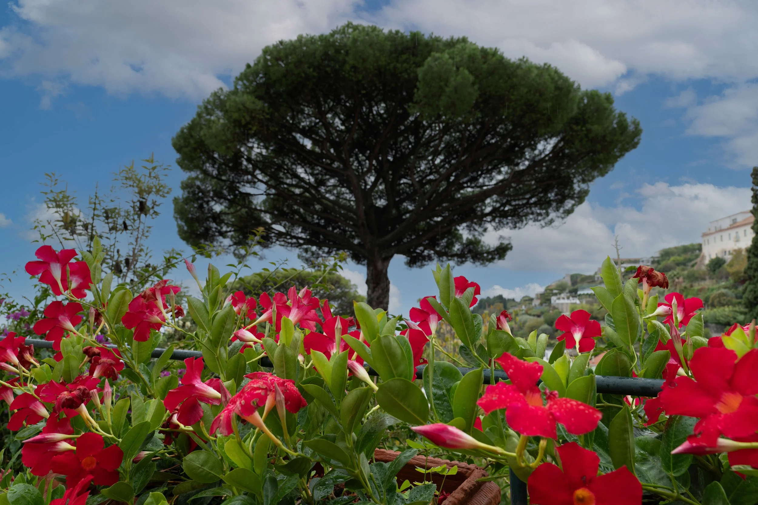 Italia  ligeras-10.JPG