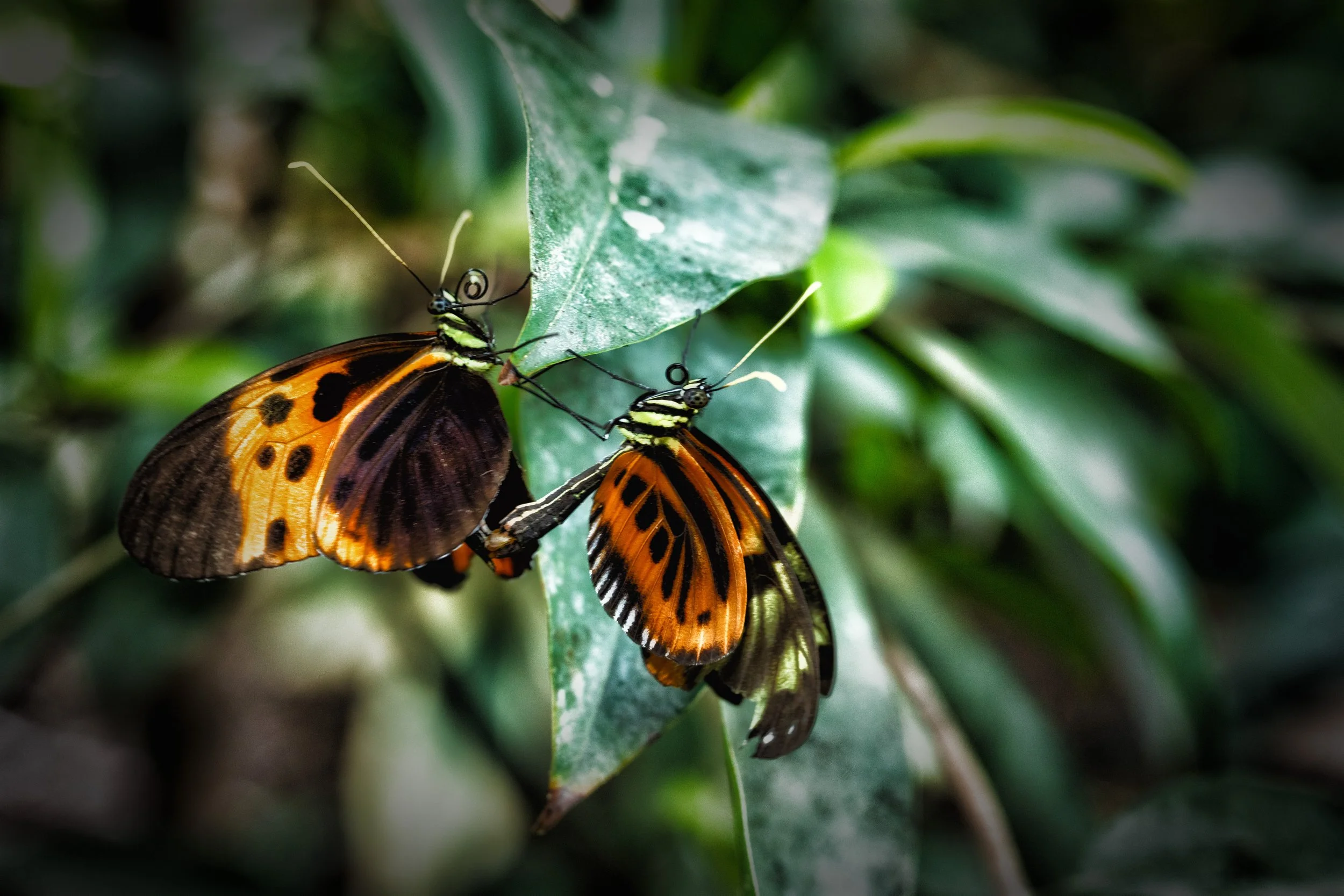 Mariposas