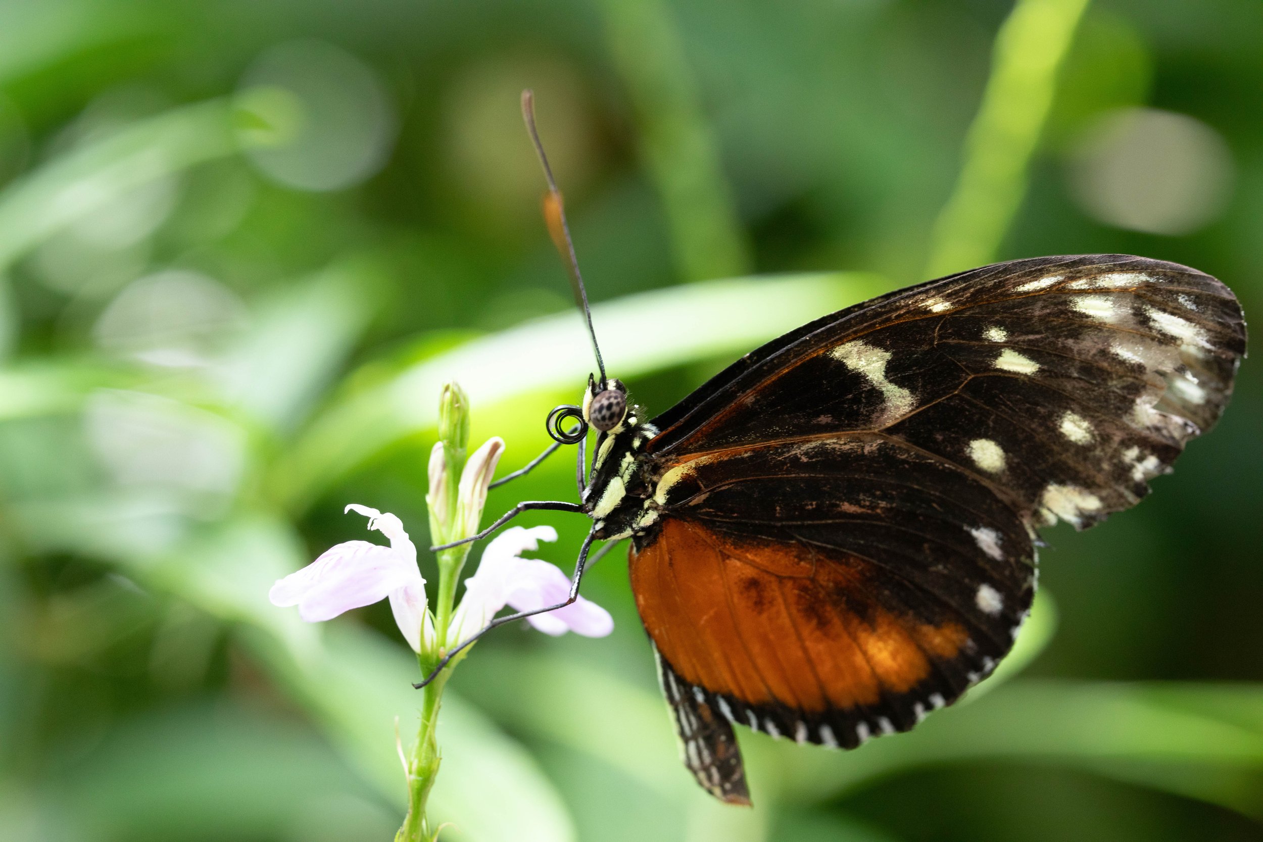 Mariposas-1.JPG