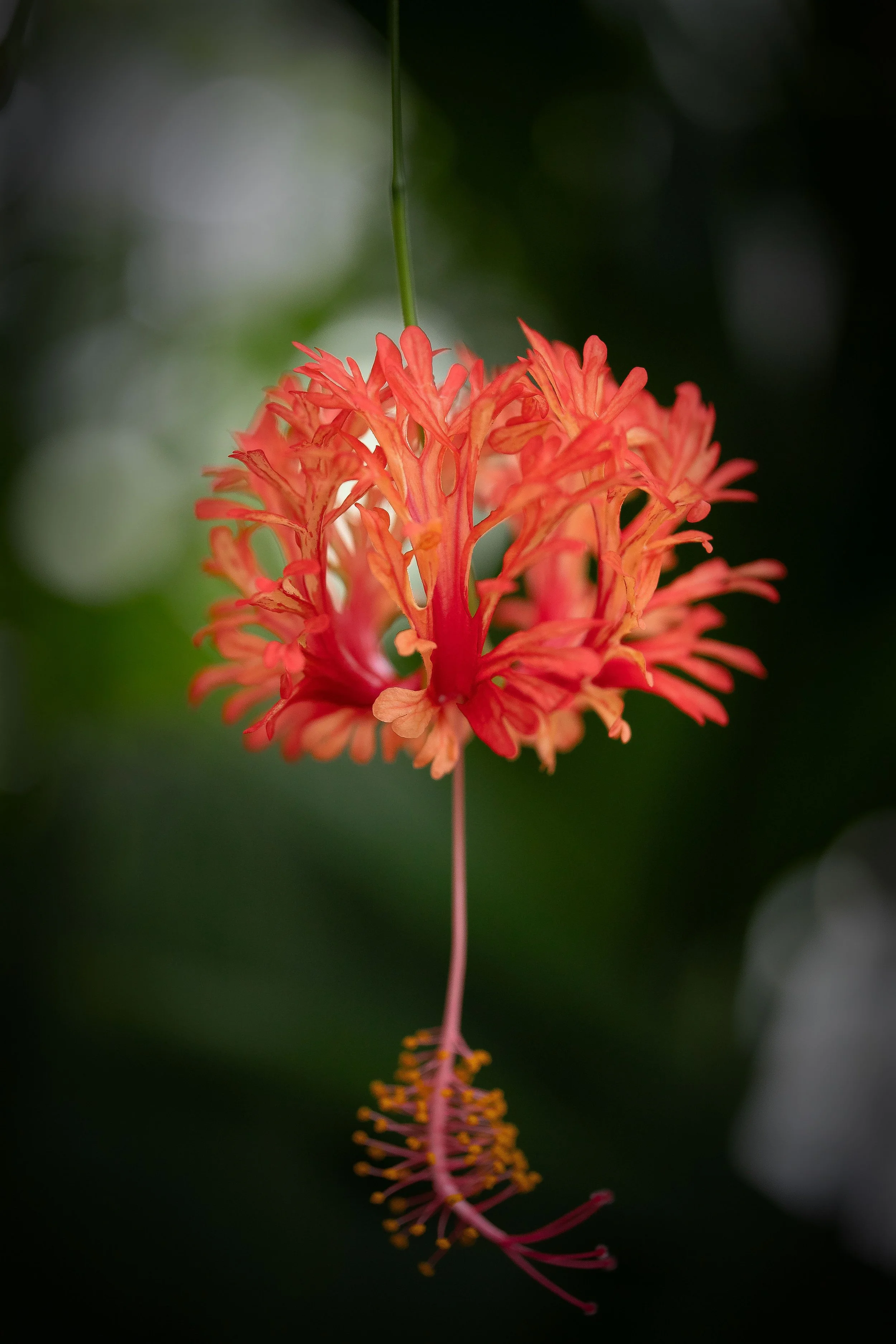 Flores ligeras-4.JPG